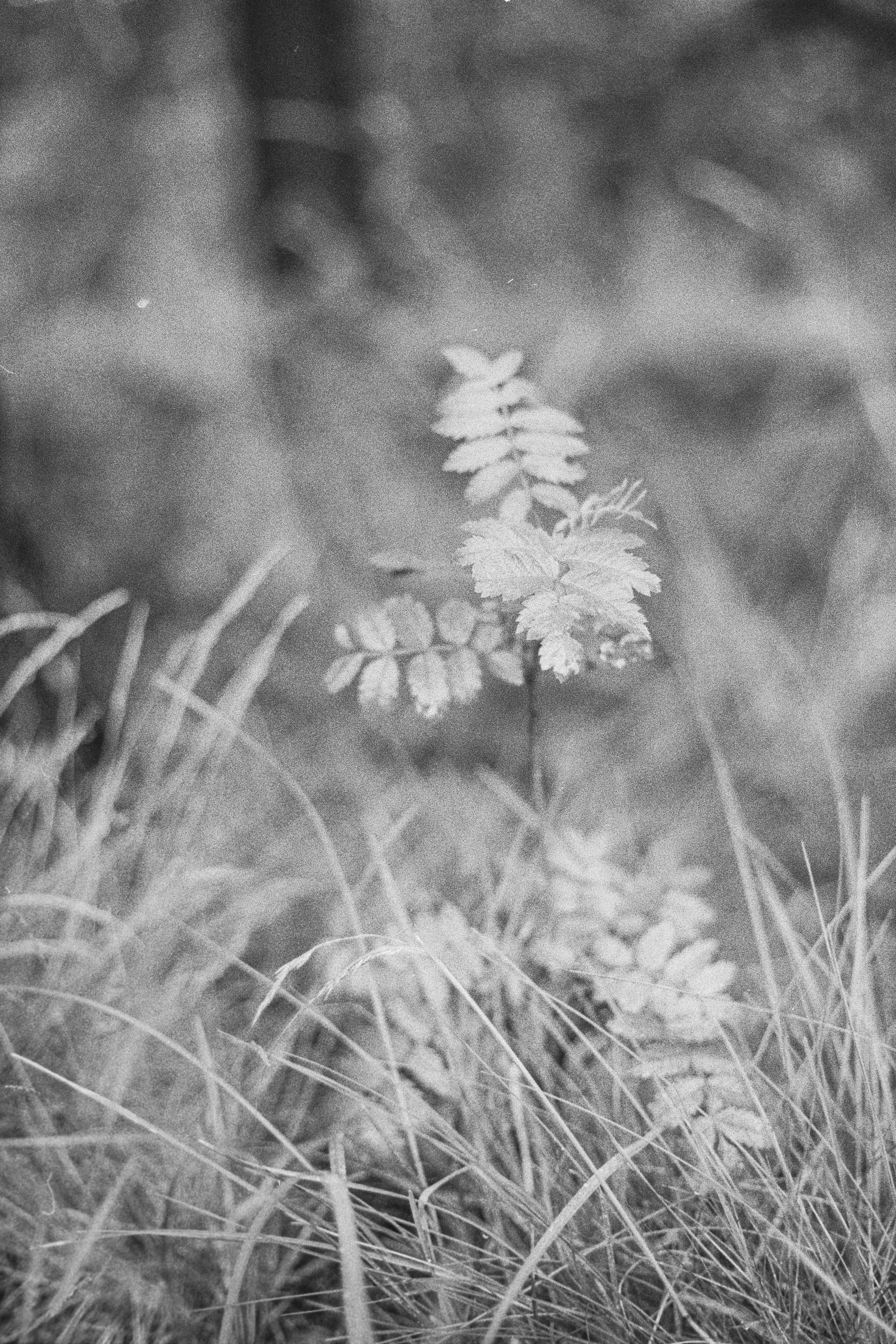 Artistic black and white photo of a plant in a forest setting, showcasing nature's elegance.