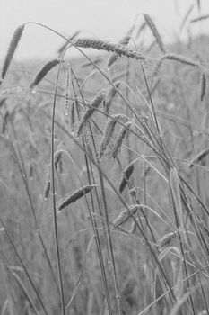 Artistic black and white photograph capturing the intricate details of wheat stalks swaying gently.