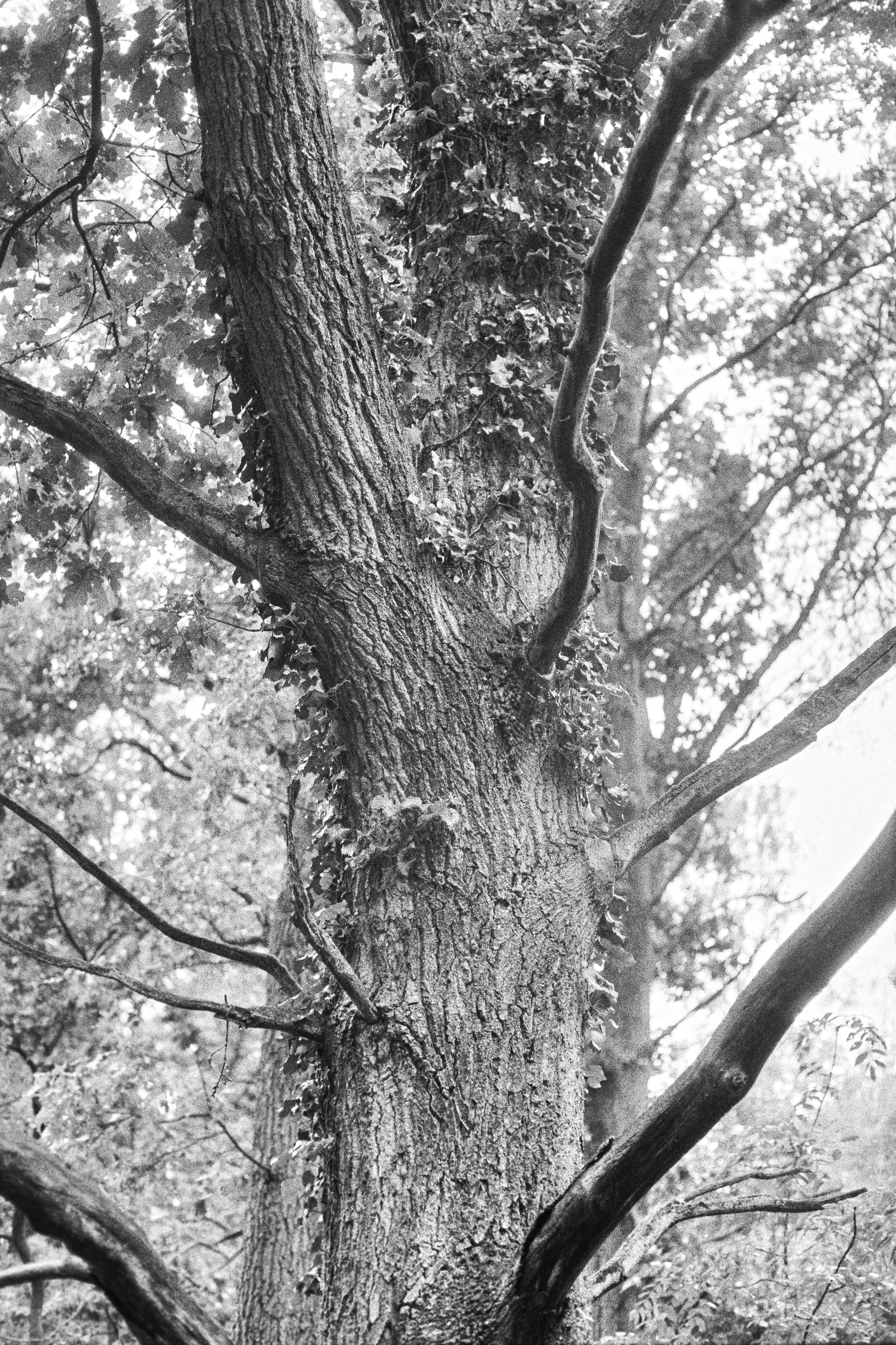 Δωρεάν στοκ φωτογραφιών με quercus, vintage, αμπέλια Φωτογραφία από στοκ φωτογραφιών