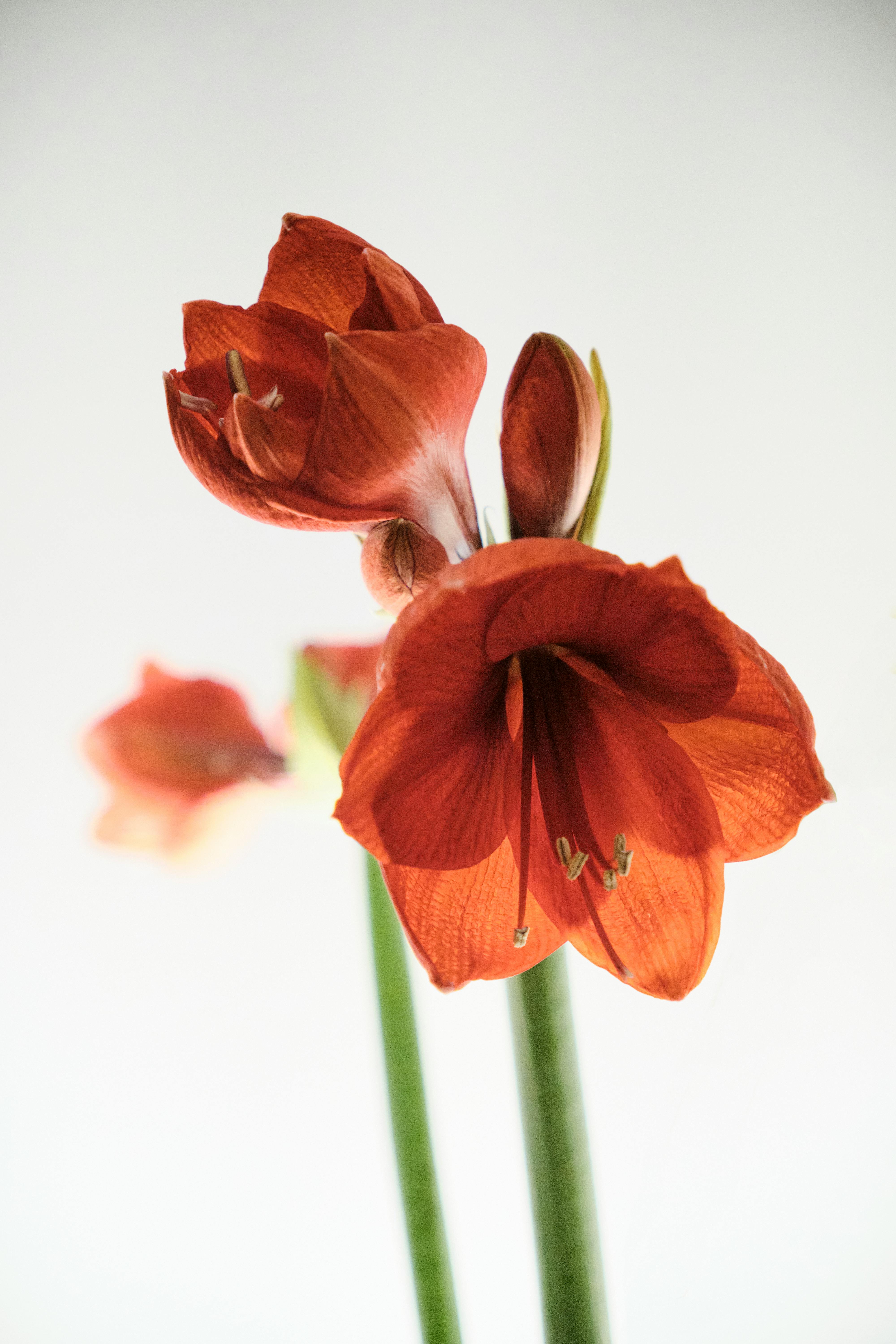 Bezpłatne Zbliżenie kwitnących czerwonych kwiatów amarylisa na minimalistycznym białym tle. Zdjęcie z galerii