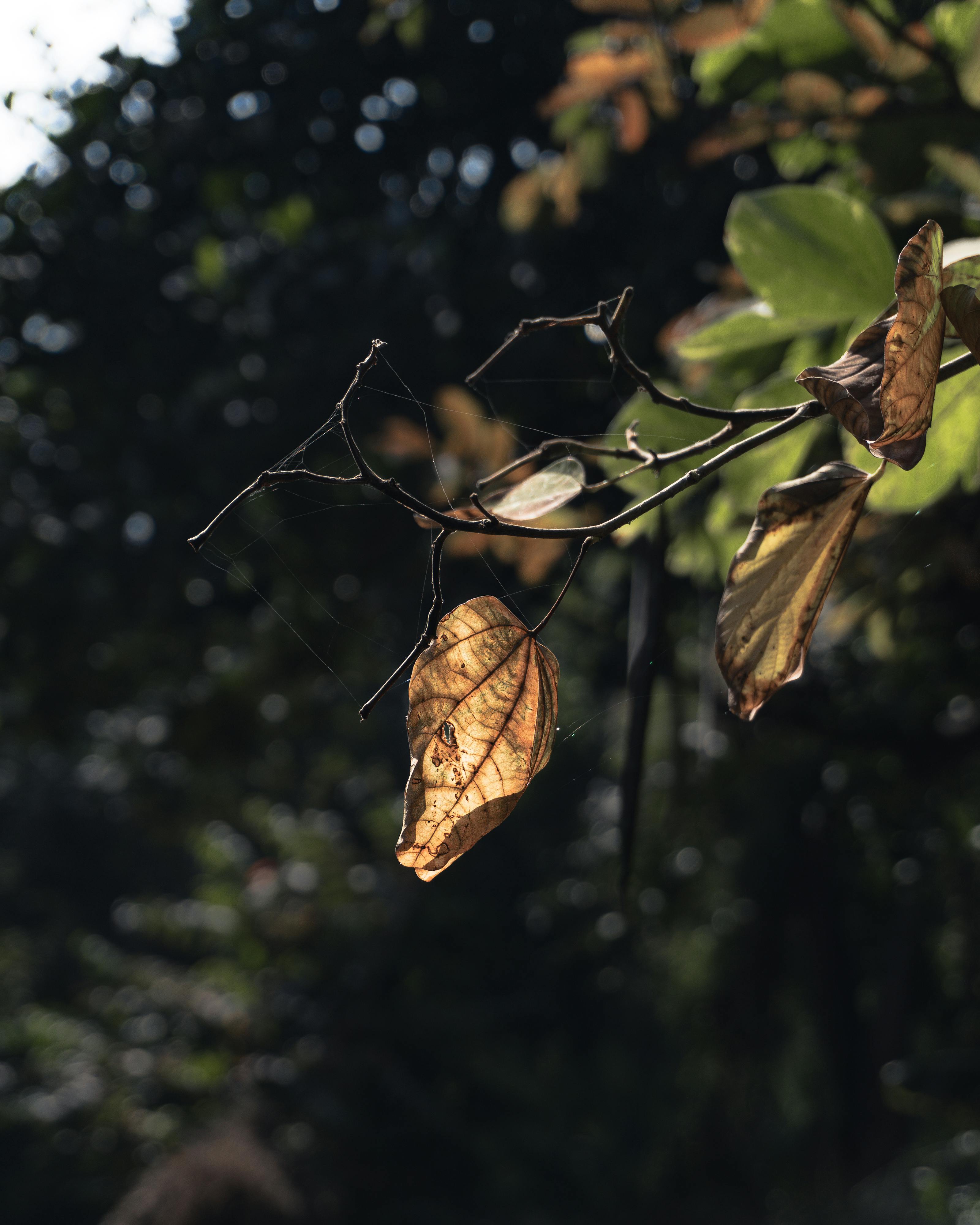 Ücretsiz Güneş ışığının ince gölgeler oluşturduğu sonbahar yapraklarının sanatsal yakın çekim görüntüsü. Stok Fotoğraflar