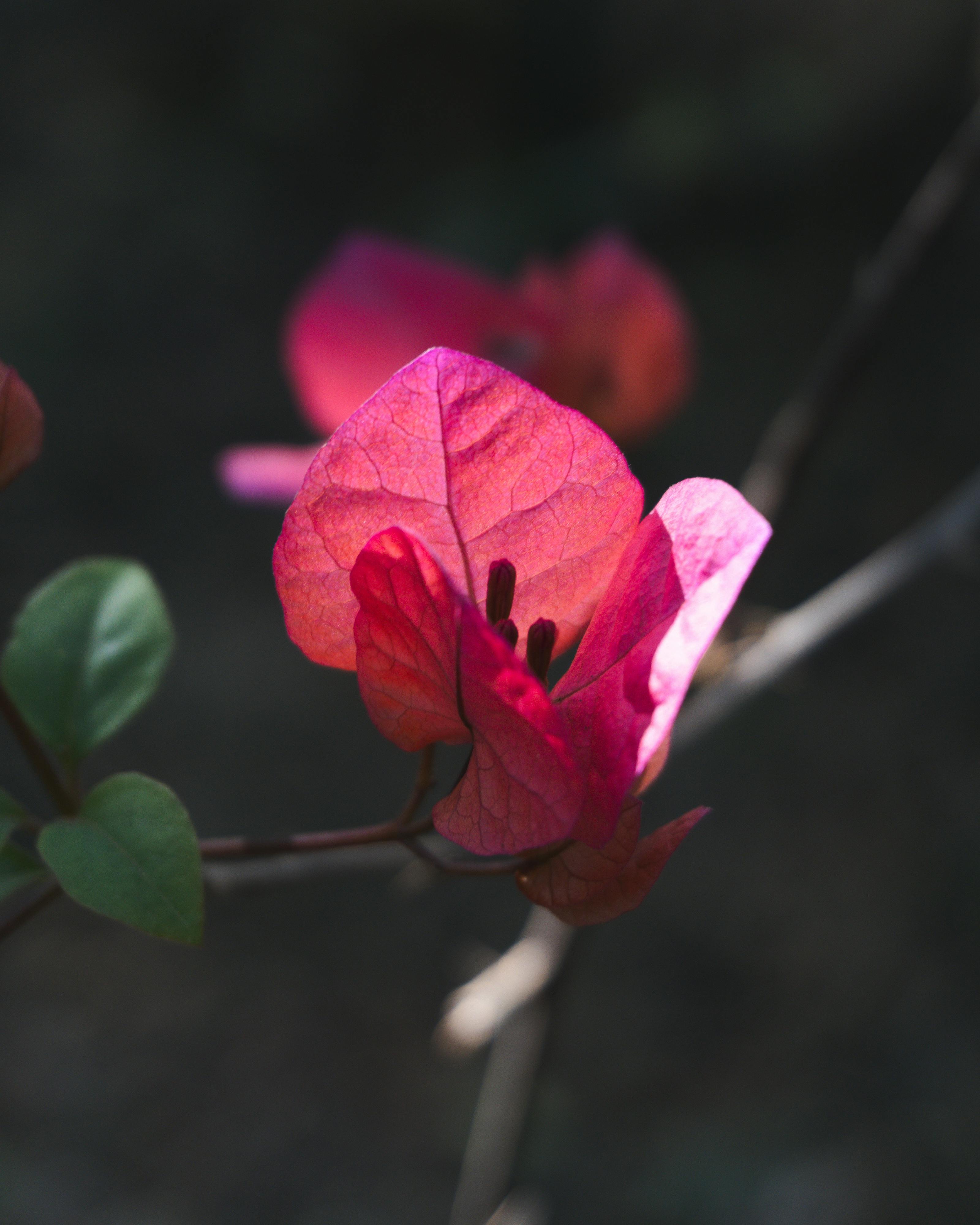 Bezpłatne Zbliżenie intensywnie różowego kwiatu bugenwilli w miękkim oświetleniu podkreślającym delikatne płatki. Zdjęcie z galerii