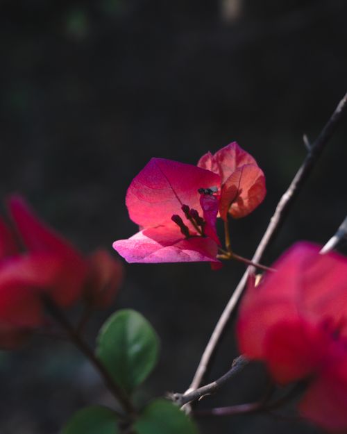 Free Close-up of vibrant pink bougainvillea blossoms with a dark blurred background, highlighting their delicate beauty. Stock Photo