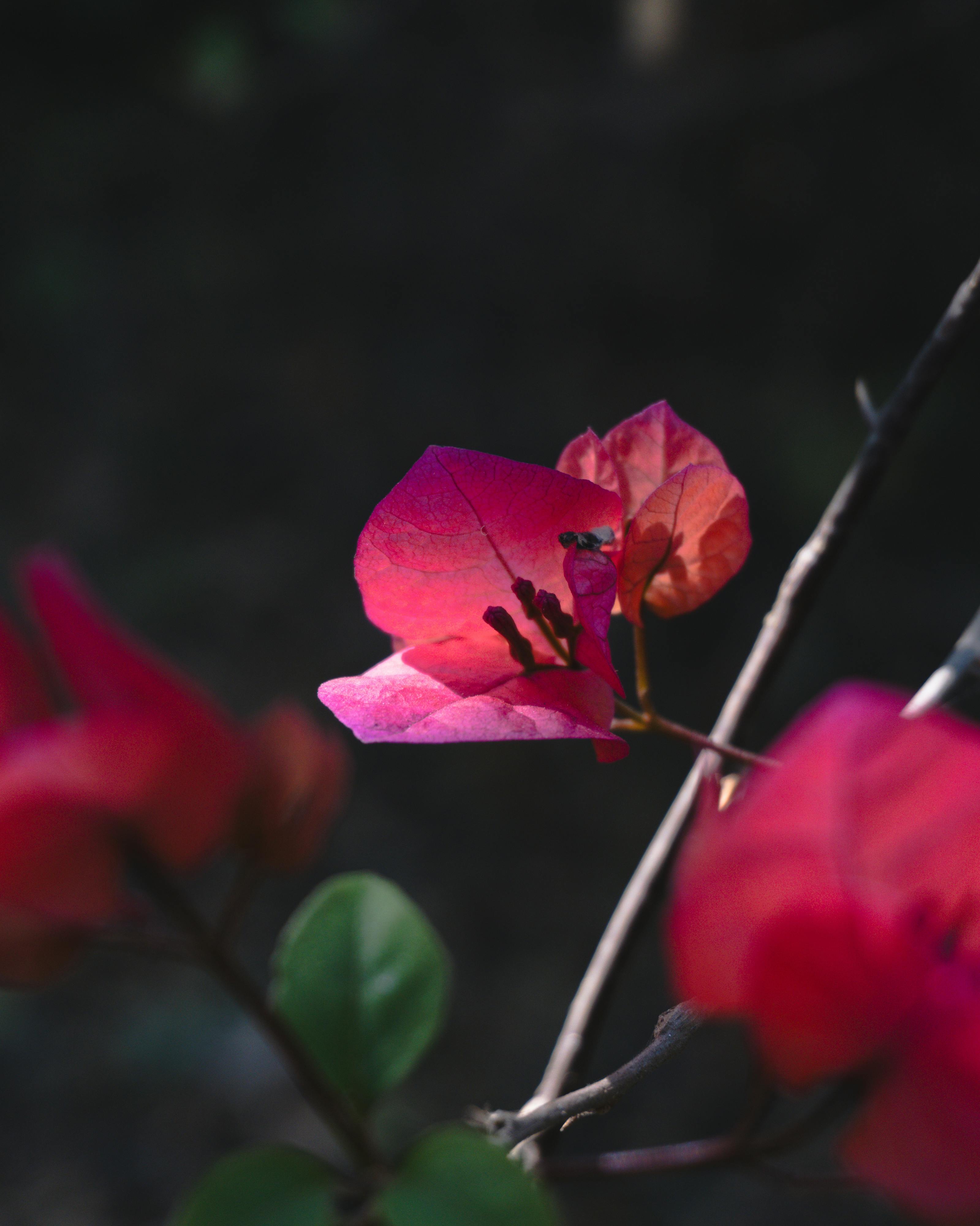 Bezpłatne Zbliżenie intensywnie różowych kwiatów bugenwilli na ciemnym, rozmytym tle, podkreślającym ich delikatne piękno. Zdjęcie z galerii