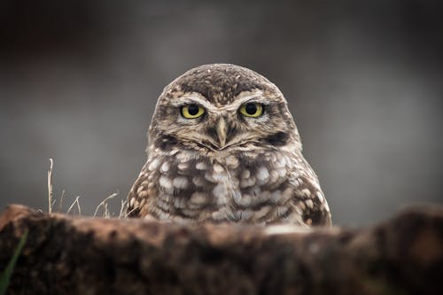 フクロウのクローズアップビュー