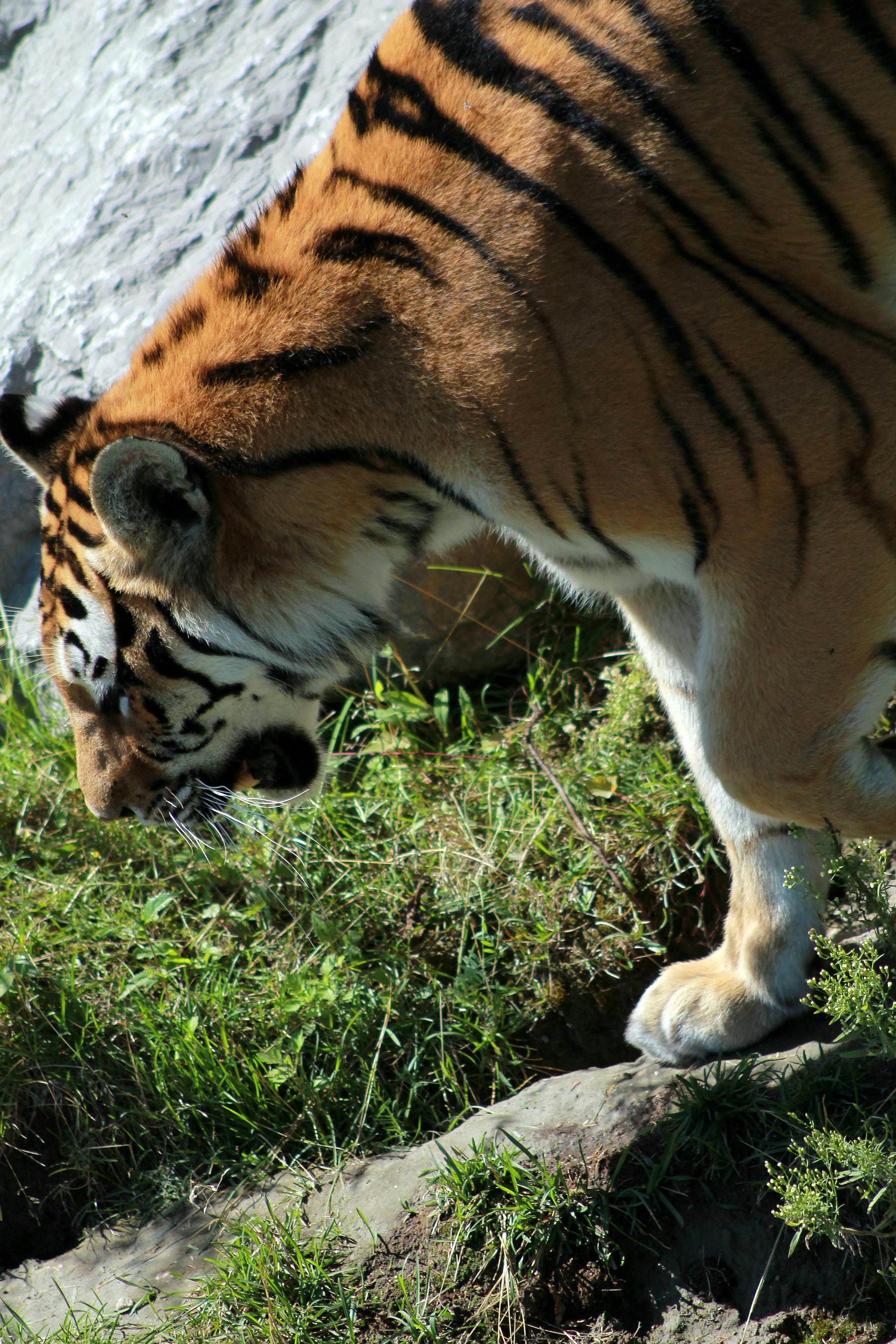 Free Stock Photo Of Aggressive Disposition, Angry, Animal Head, Animal ...