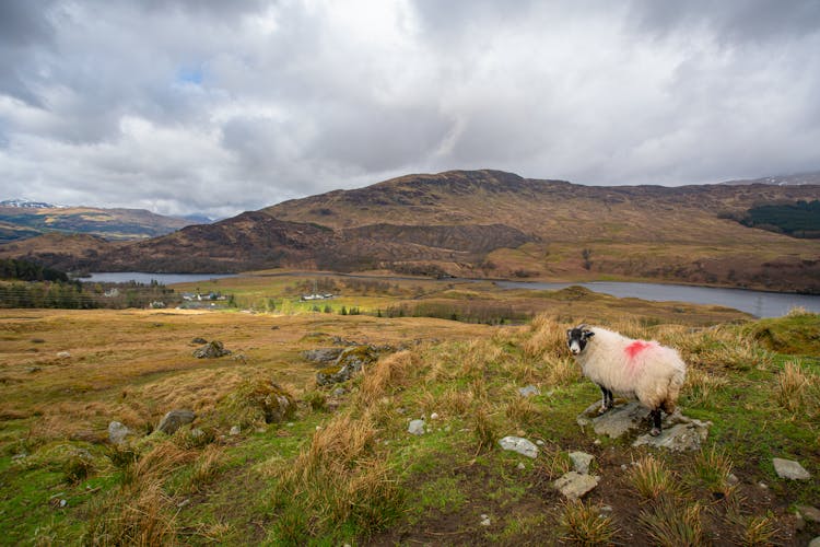 Grassland Around A Mountain