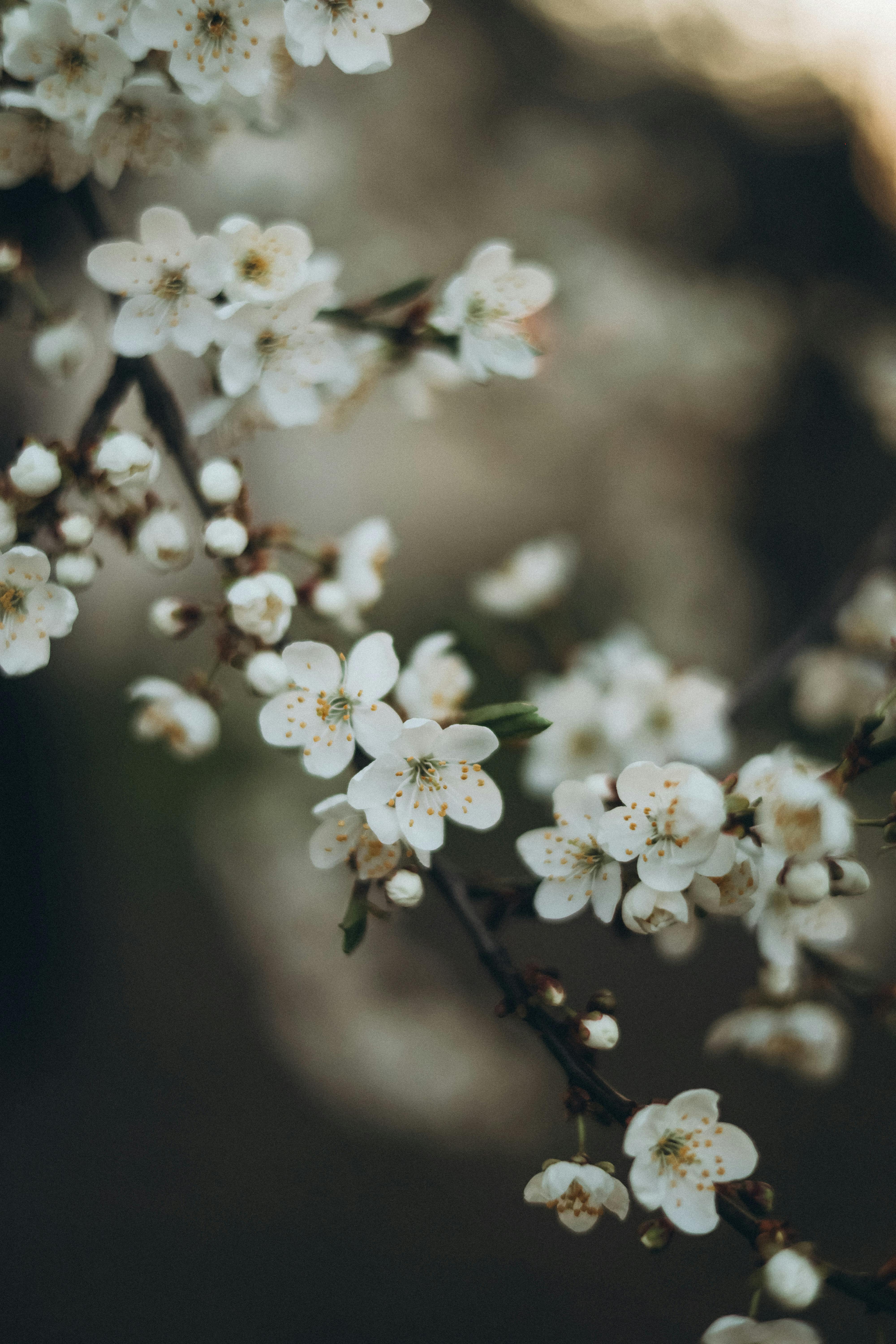 Bezpłatne Zbliżenie białych kwiatów na gałęziach na rozmytym tle, ukazujące piękno wiosny. Zdjęcie z galerii