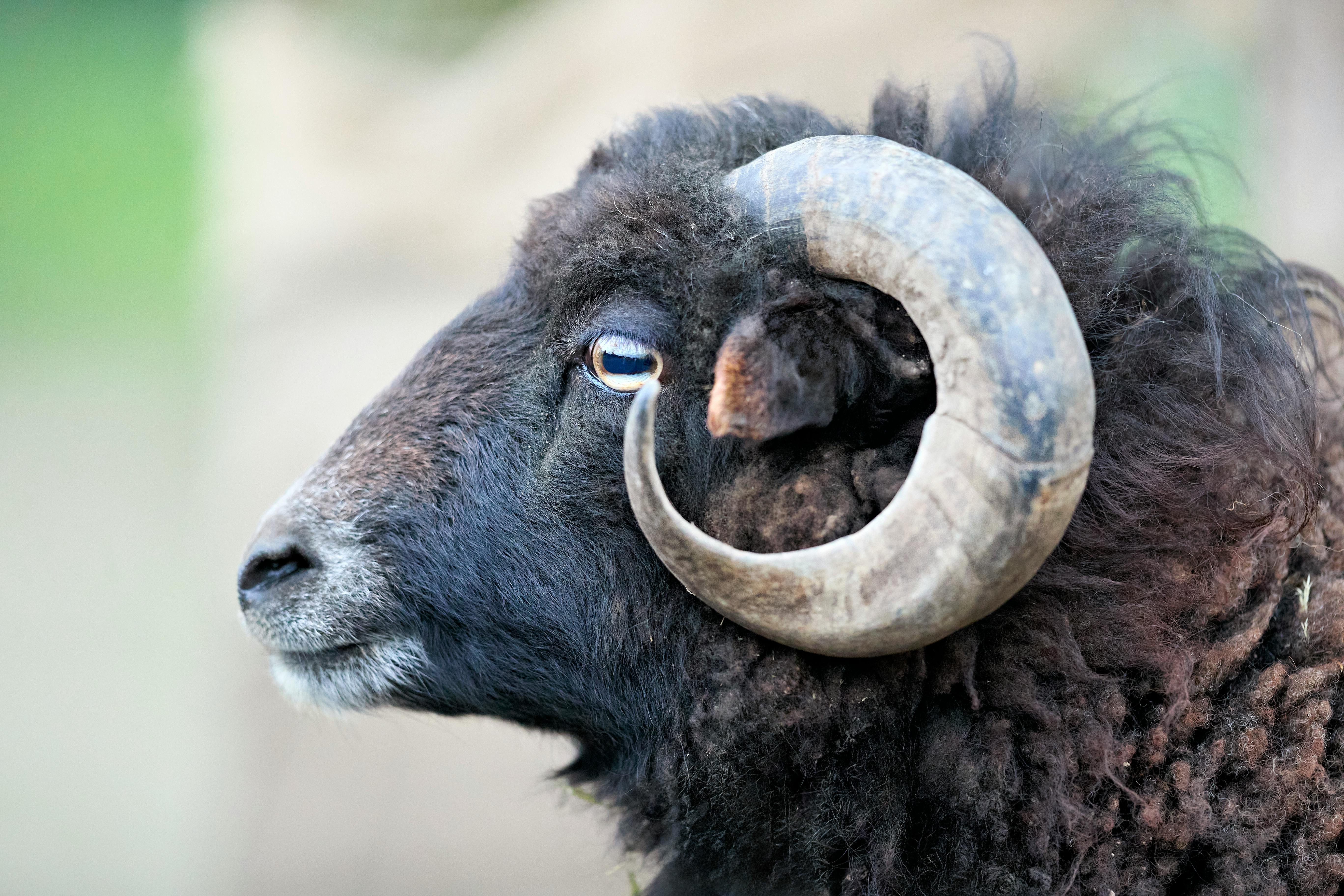 How the AI RAM shortage could impact consumer tech companies — Photo by Erwin Bosman on Pexels