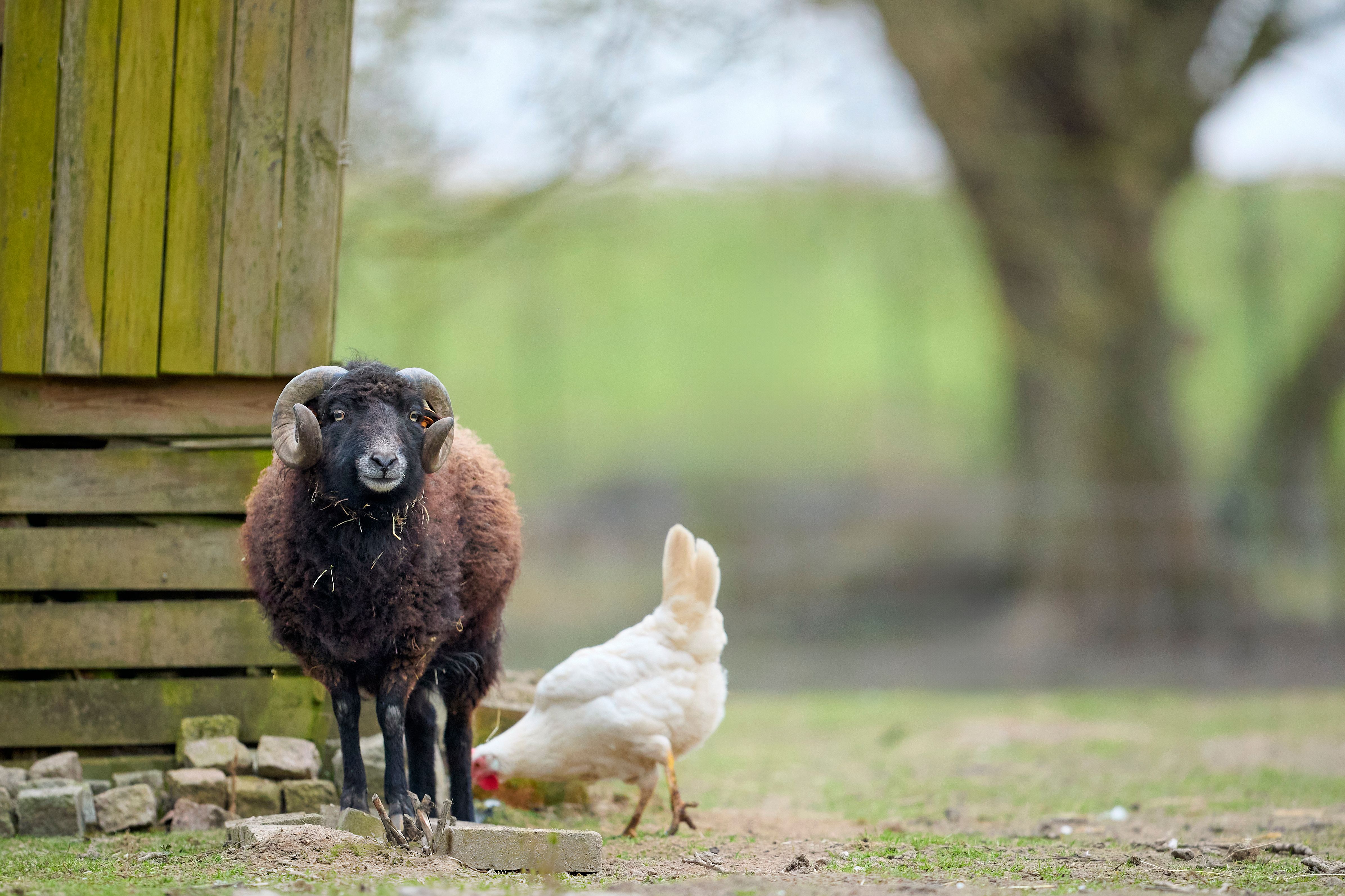 Ouessant Sheep and Chicken on a Rural Farm · Free Stock Photo