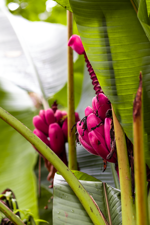 Free Stunning pink banana plant captured amidst lush green leaves in Nanegalito, Ecuador. Stock Photo