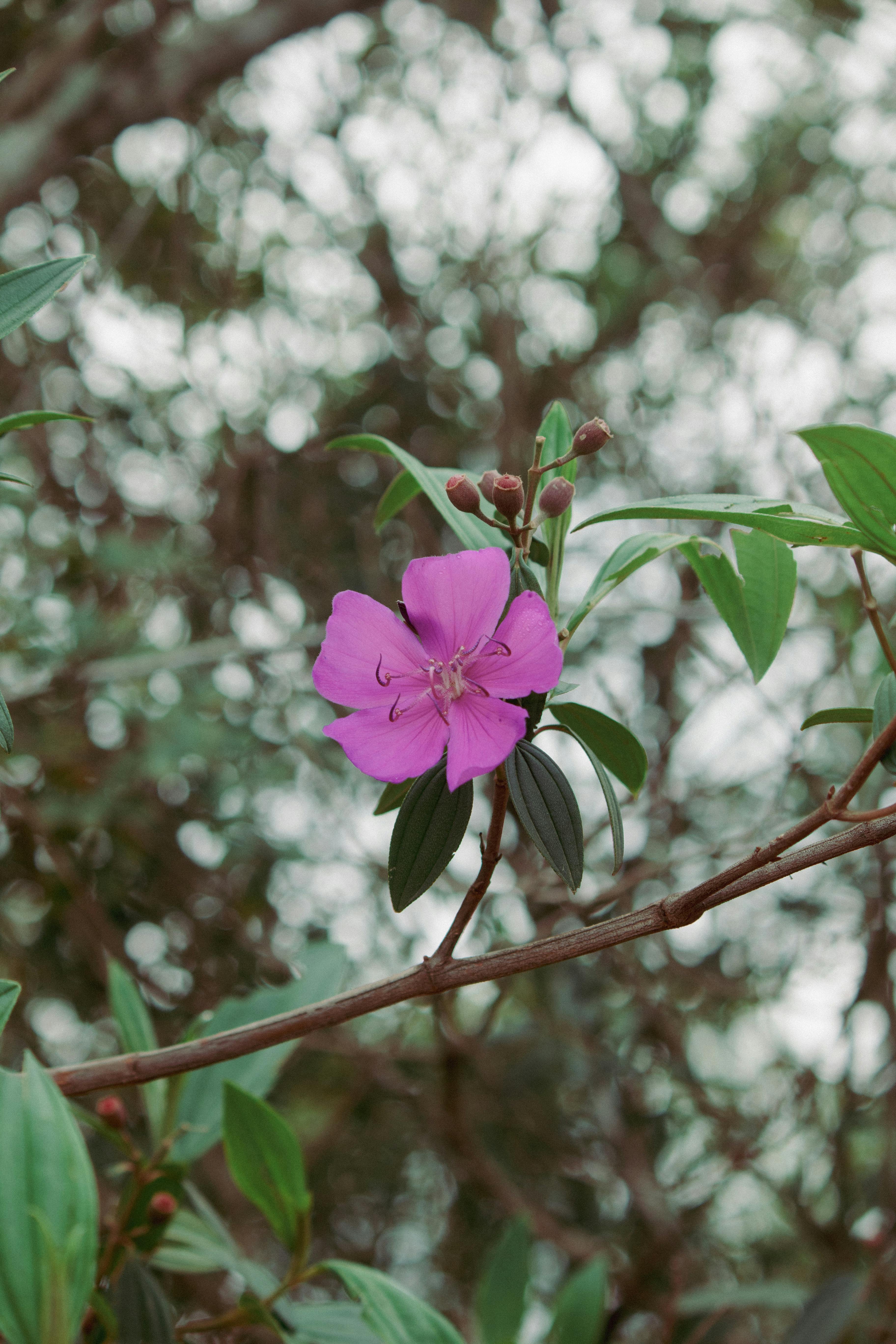 Bezpłatne Zbliżenie różowego kwiatu kwitnącego na gałęzi na tle rozmytego naturalnego tła. Zdjęcie z galerii