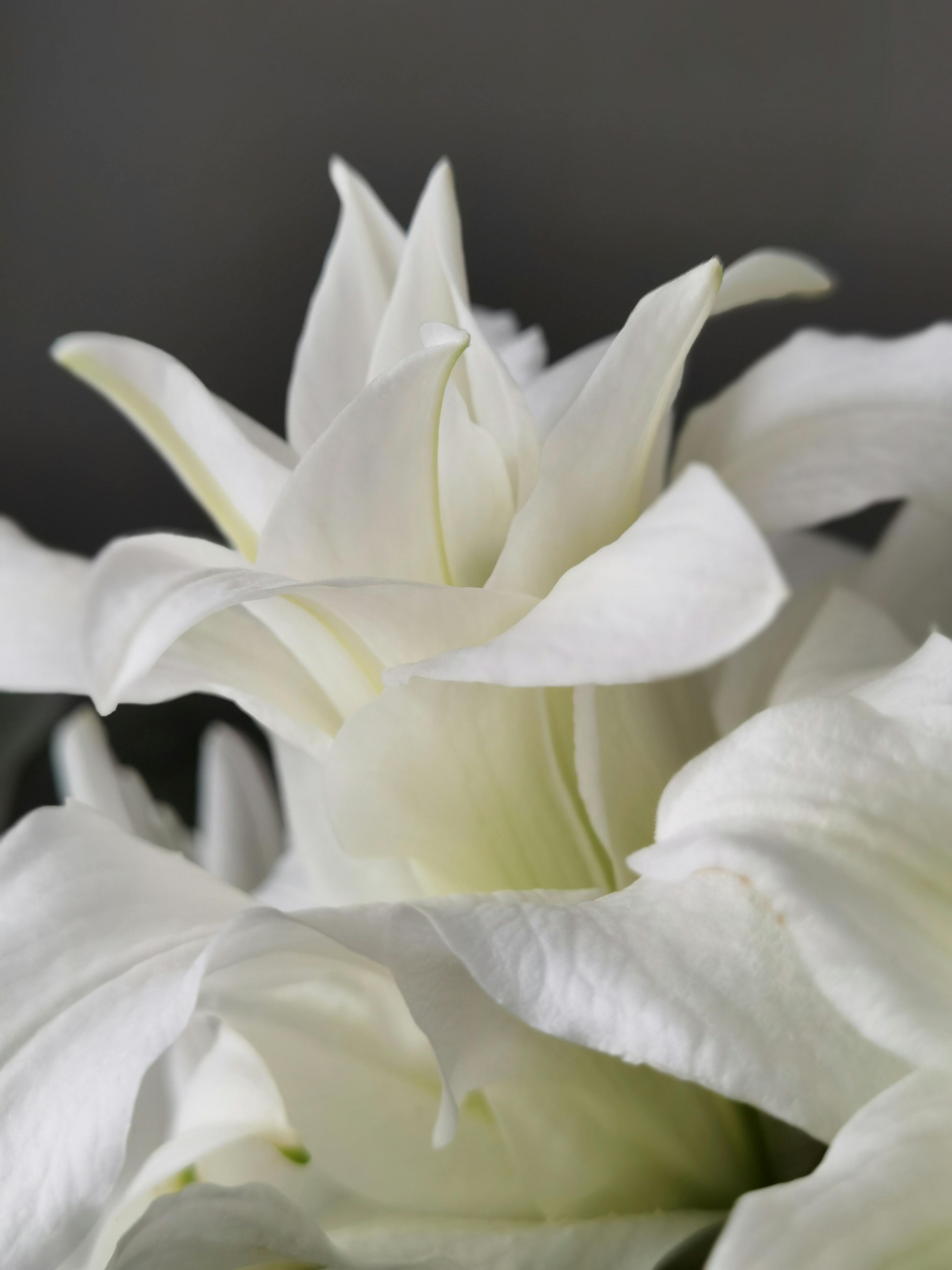 Bezpłatne Darmowe zdjęcie z galerii z biała lilia, bokeh, botaniczny Zdjęcie z galerii