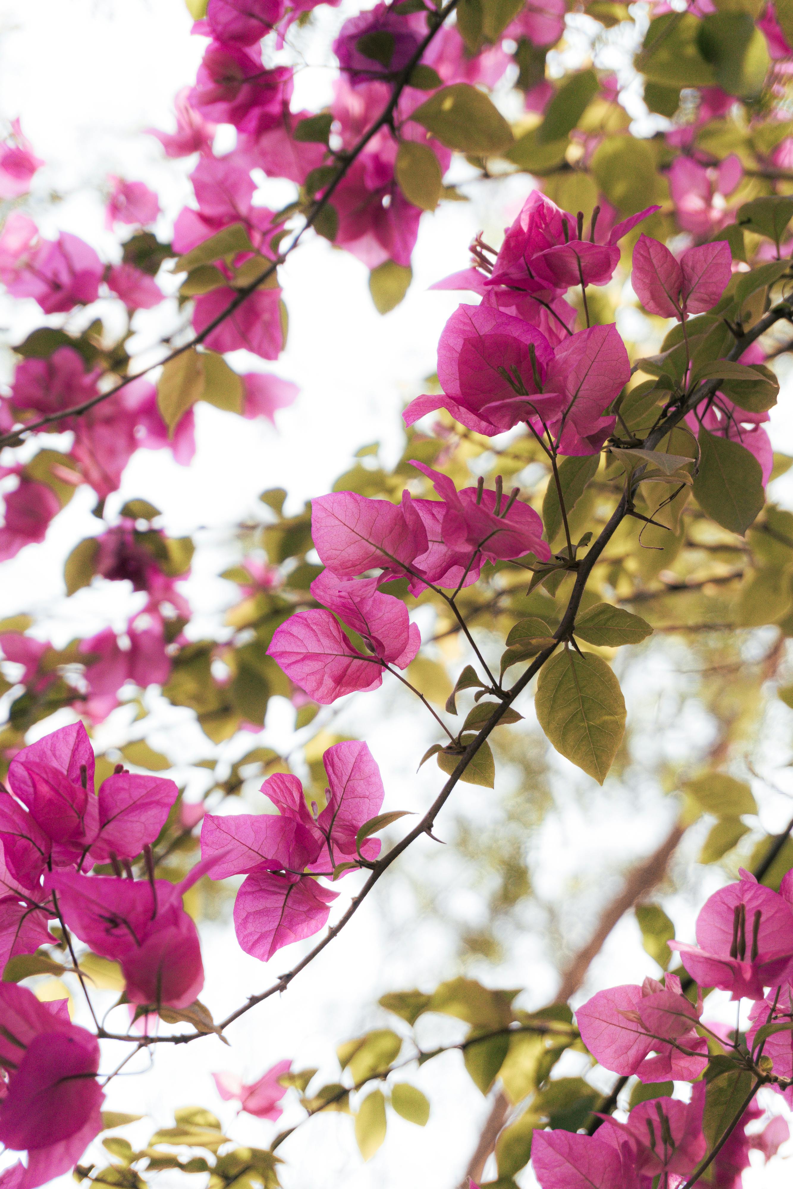 Bezpłatne Darmowe zdjęcie z galerii z ameryka łacińska, botaniczny, bugenwilla Zdjęcie z galerii