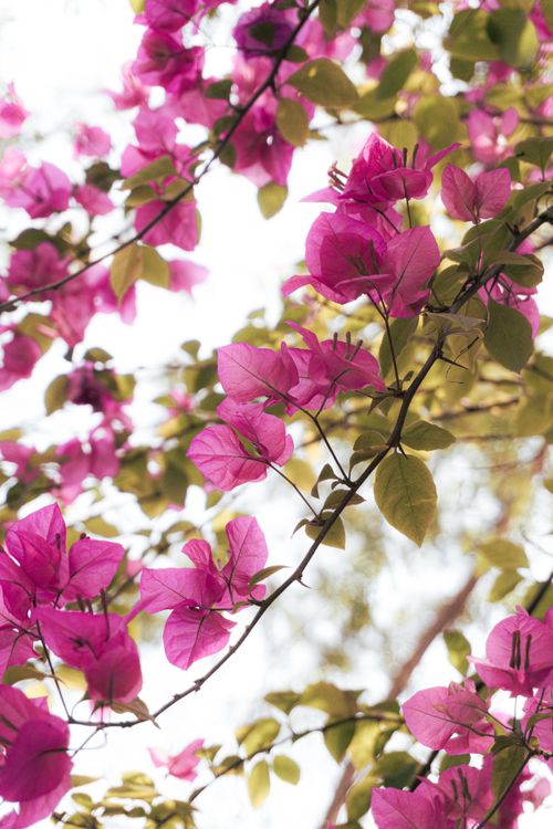 Free Close-up of vibrant pink bougainvillea flowers with green leaves under natural light. Stock Photo
