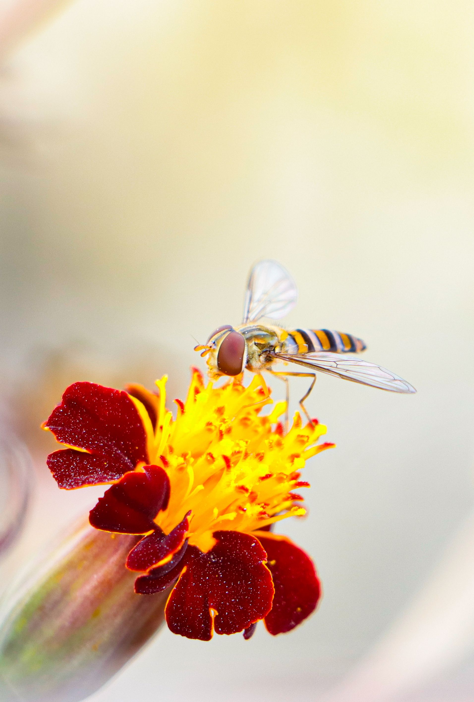 Hoverfly Pollinating Marigold Flower in Nepal · Free Stock Photo