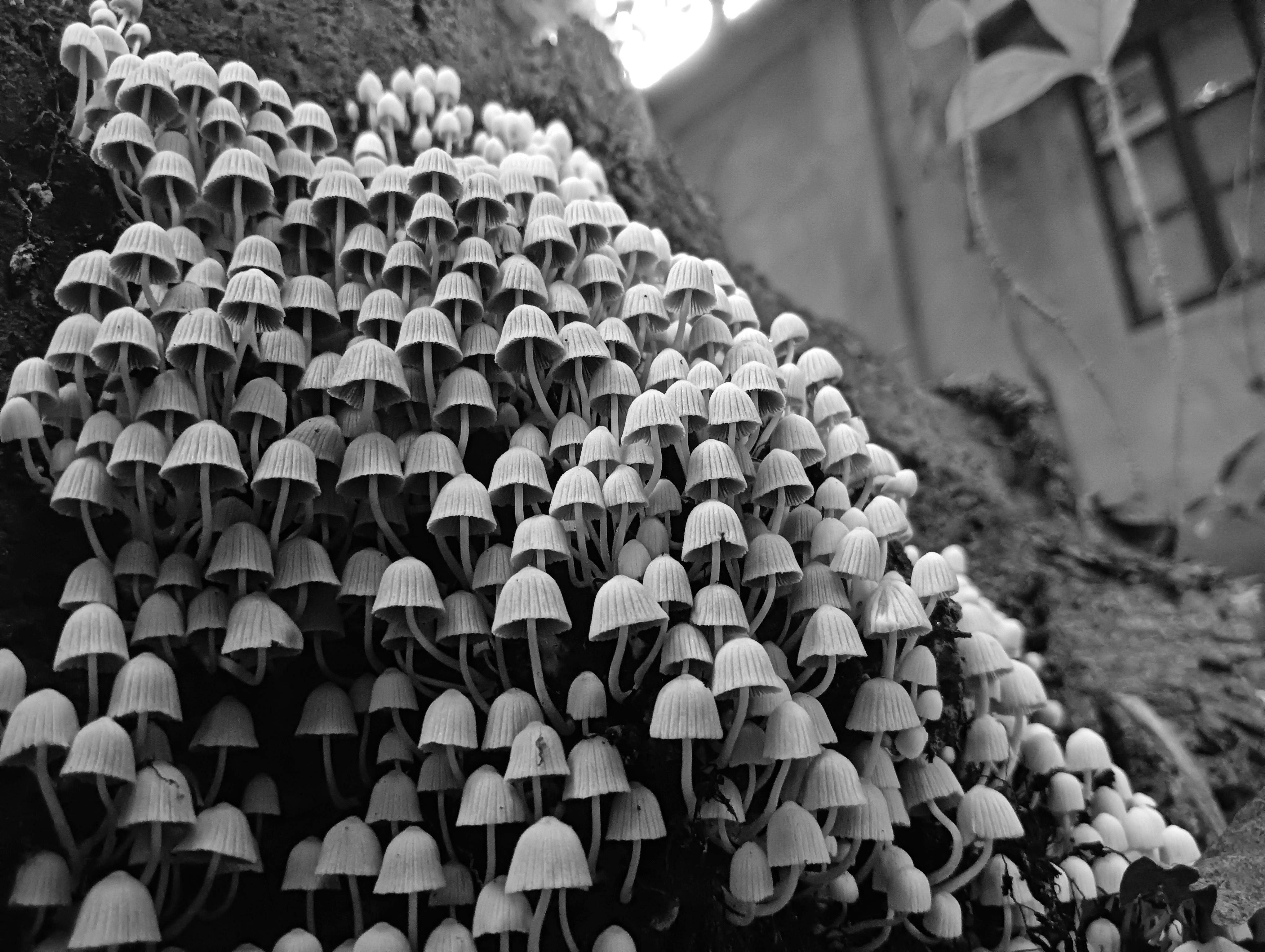 無料 木の樹皮に生えているキノコの大きな群れとぼやけた背景の白黒画像。 写真素材