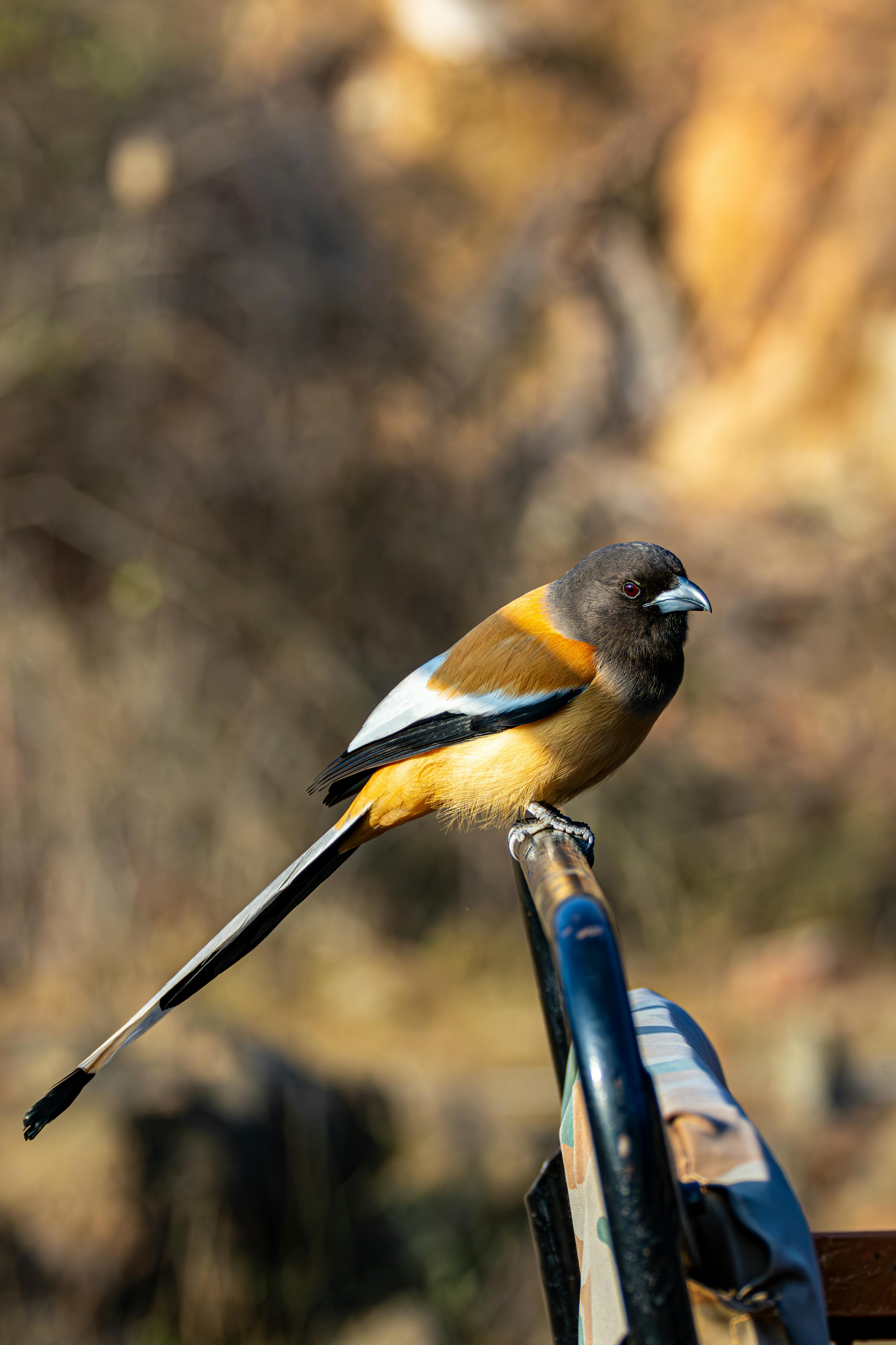 Gratuit Prim-plan al unei păsări de curte Rufous cocoțată în aer liber, într-un cadru natural. Fotografie de stoc