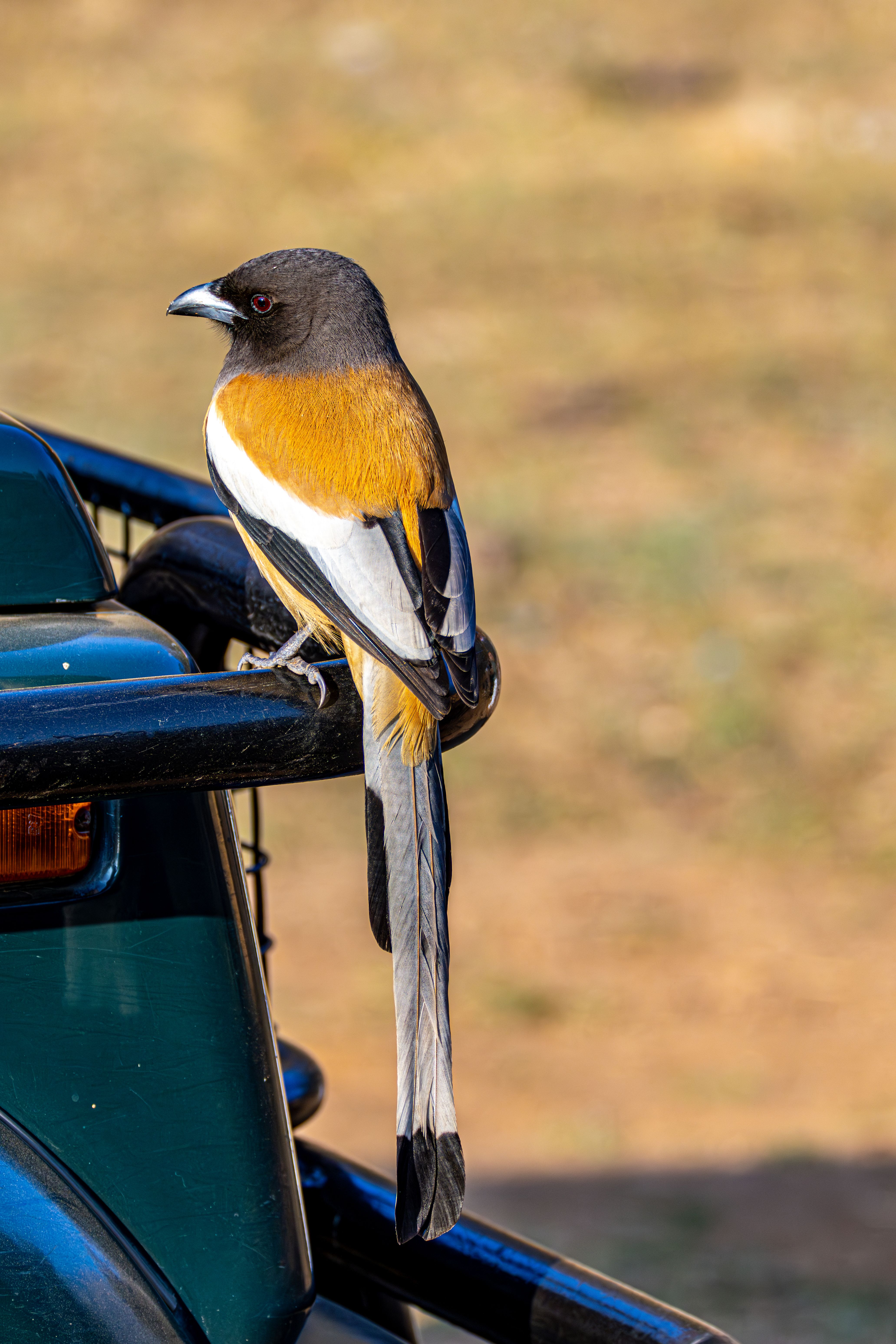 A detailed shot of a Rufous Treepie resting on a vehicle bumper in a natural setting.