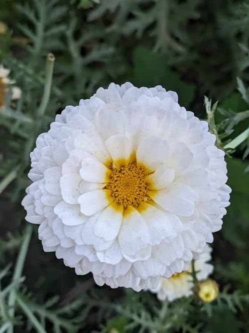 Free Beautiful close-up of a white daisy flower with a yellow center in full bloom, showcasing delicate petals. Stock Photo