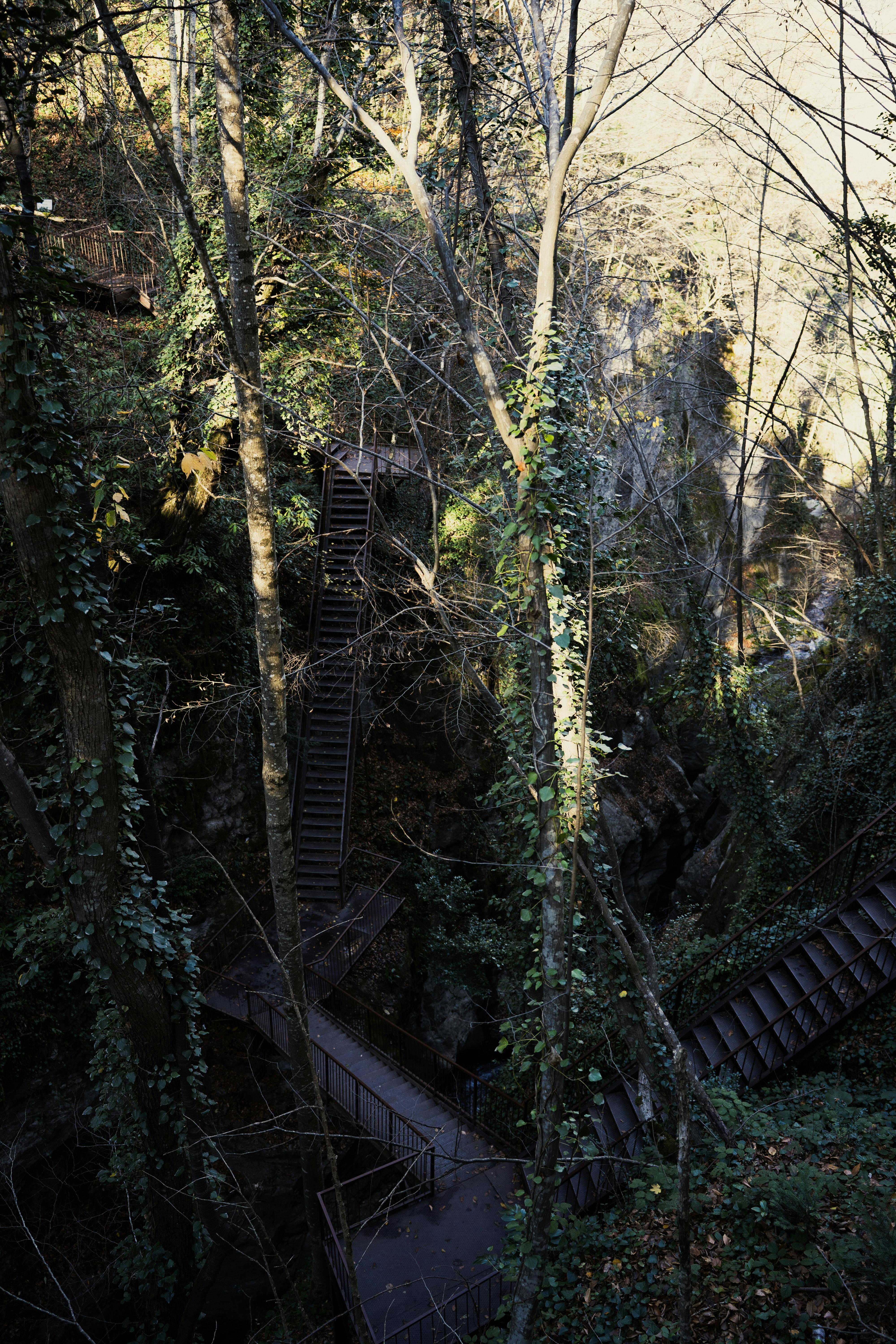 Gratis En snoet trappe gennem en tæt skov i Düzce, Tyrkiet, badet i naturligt lys. Lagerfoto
