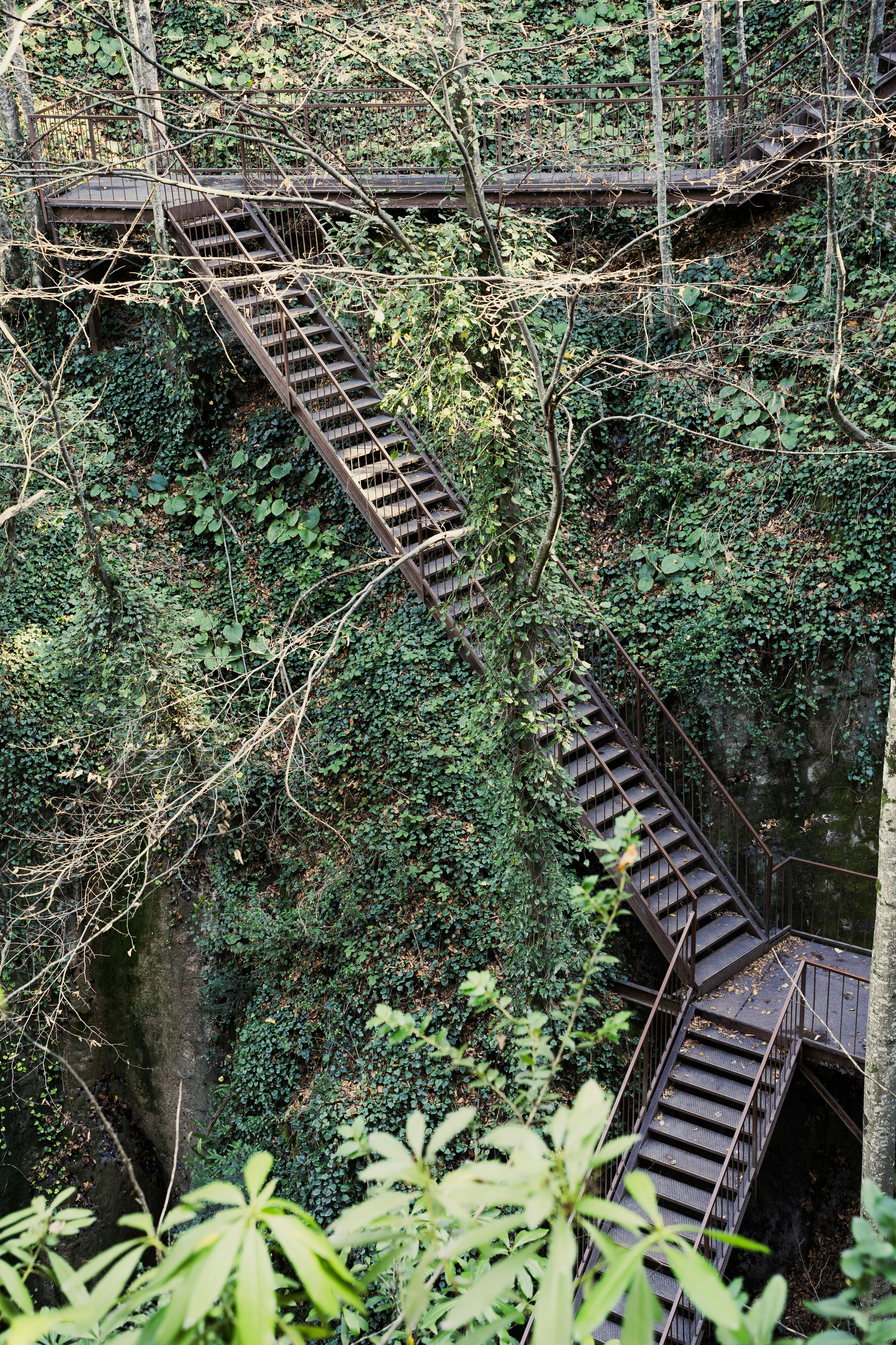 Gratis En trætrappe snor sig gennem den tætte, grønne skov i Düzce, Tyrkiet, og skaber et fredfyldt natursceneri. Lagerfoto
