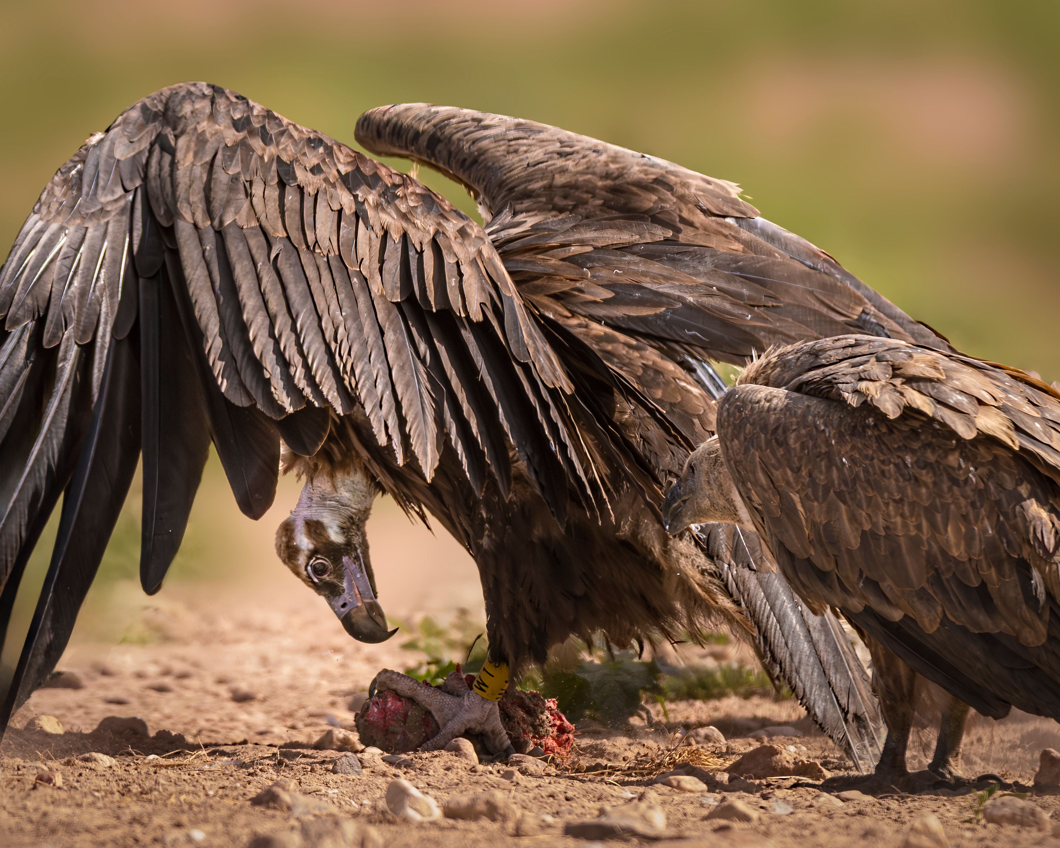 close-up-of-vultures-feasting-in-natural-habitat-free-stock-photo