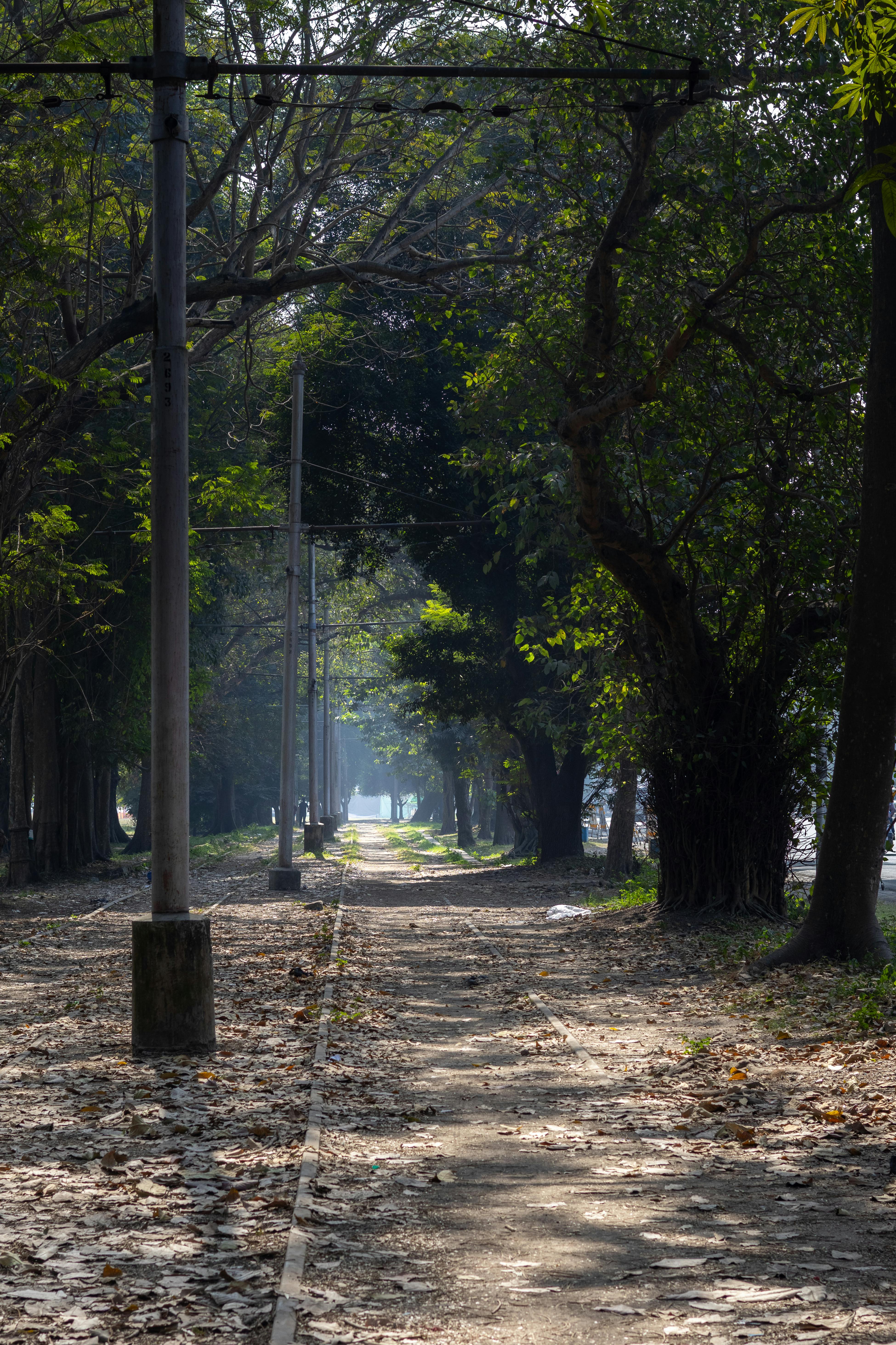 Free A peaceful walkway surrounded by lush trees in an urban park setting. Stock Photo