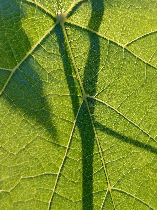 Free Intricate texture of a sunlit leaf with a visible shadow pattern, highlighting its natural beauty. Stock Photo