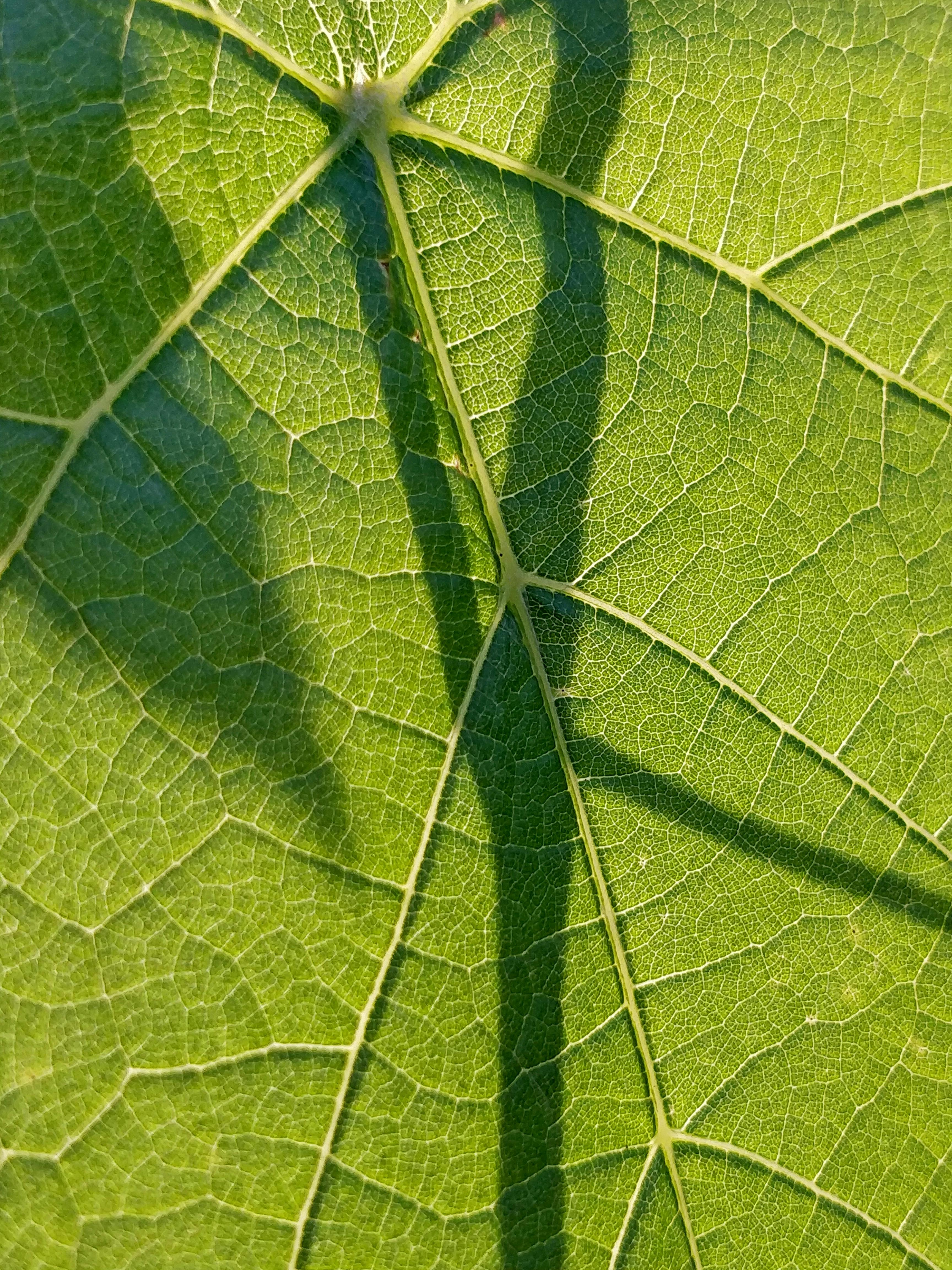 Bezpłatne Intrygująca faktura oświetlonego słońcem liścia z widocznym wzorem cienia, podkreślającym jego naturalne piękno. Zdjęcie z galerii