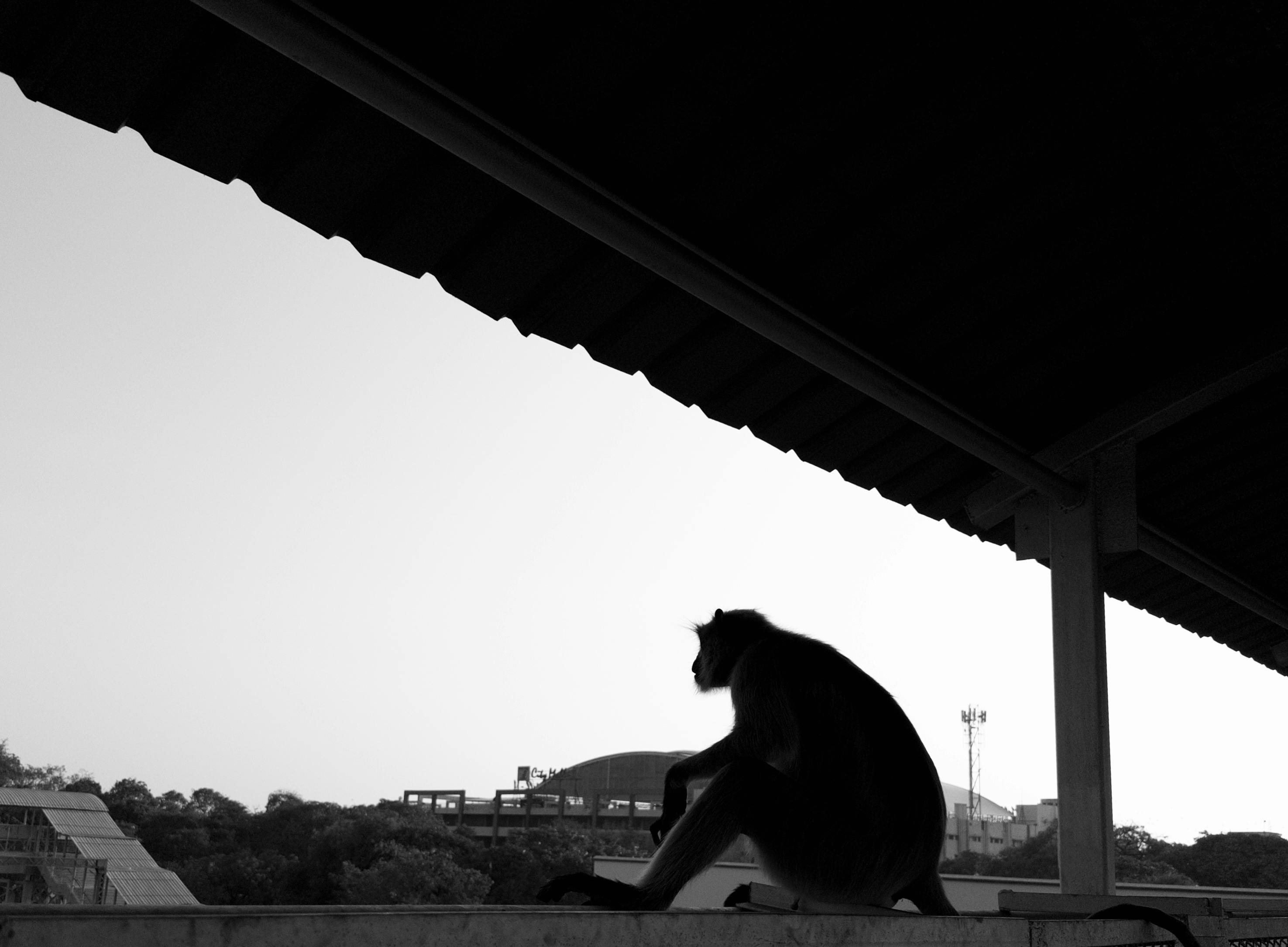 Gratis En svart-hvitt silhuett av en ape som sitter på kanten av et urbant tak om dagen. Arkivbilde
