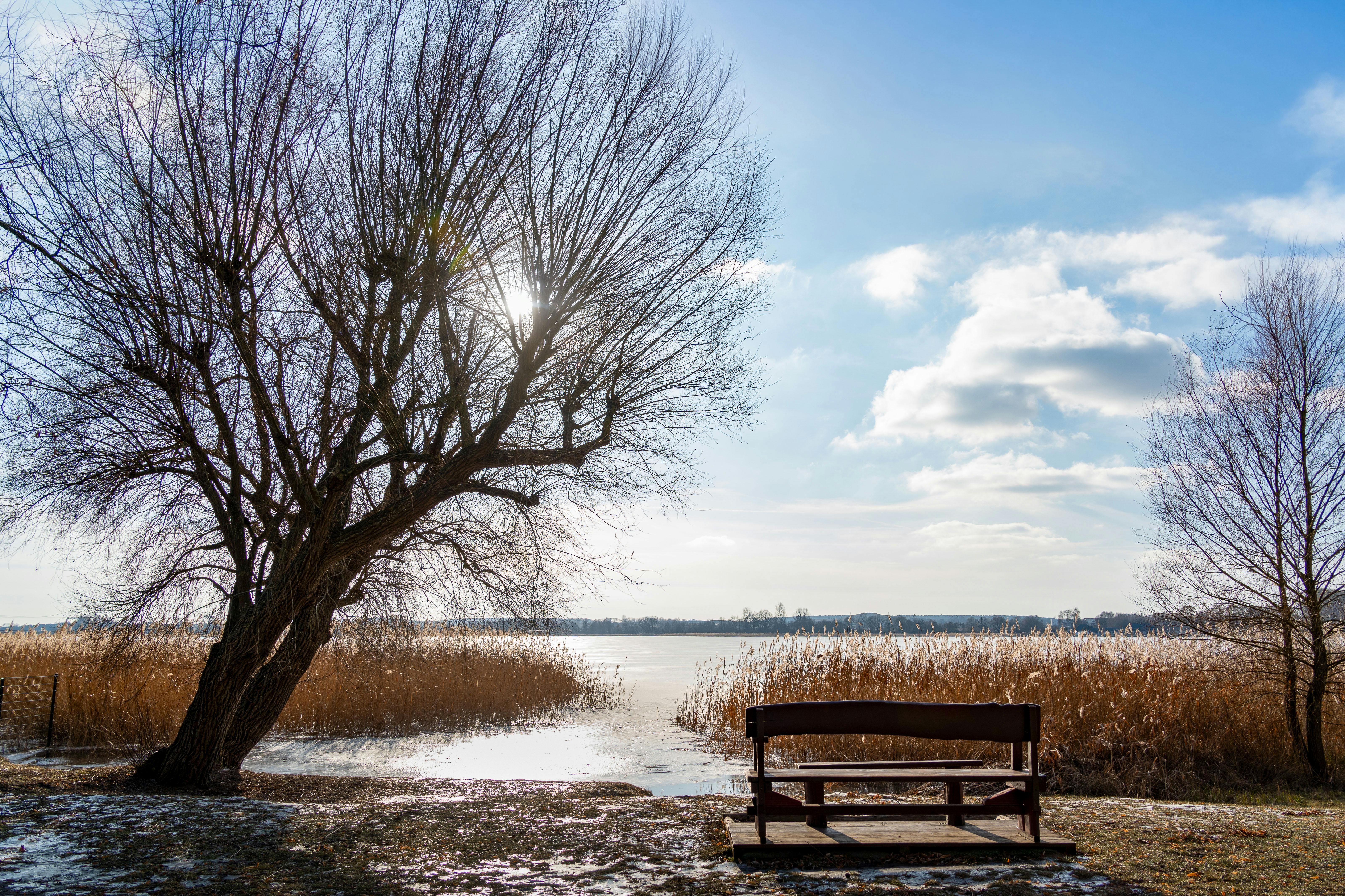 Gratis Pemandangan musim dingin yang damai dengan danau, pepohonan tanpa daun, dan bangku kayu di bawah langit biru cerah. Foto Stok