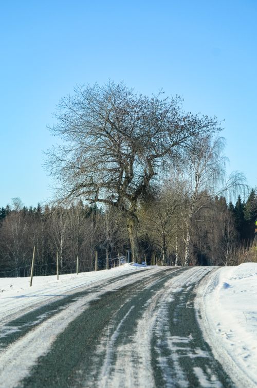 Free A serene winter landscape with a snowy road and bare trees under a clear blue sky. Stock Photo