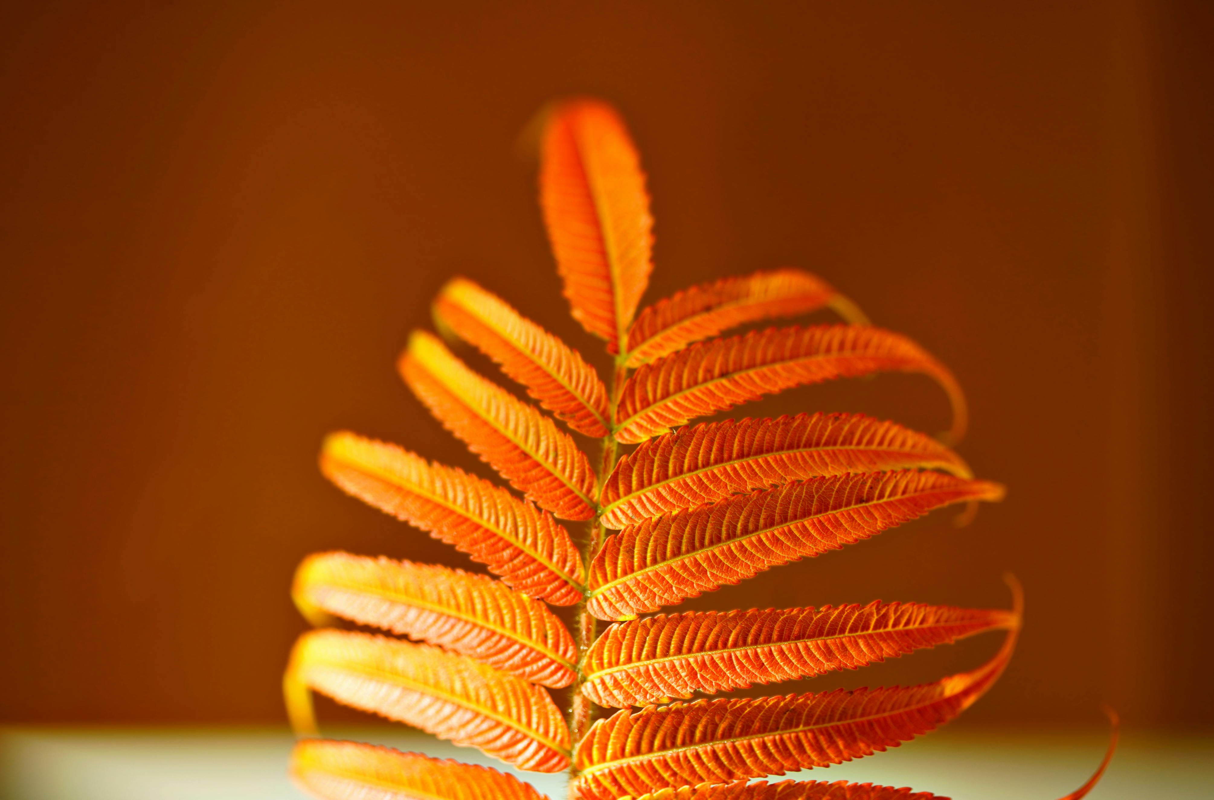 Bezpłatne Zbliżenie na jaskrawopomarańczowy liść sumaka rogatego, ukazujący jego fakturę i naturalne piękno. Zdjęcie z galerii