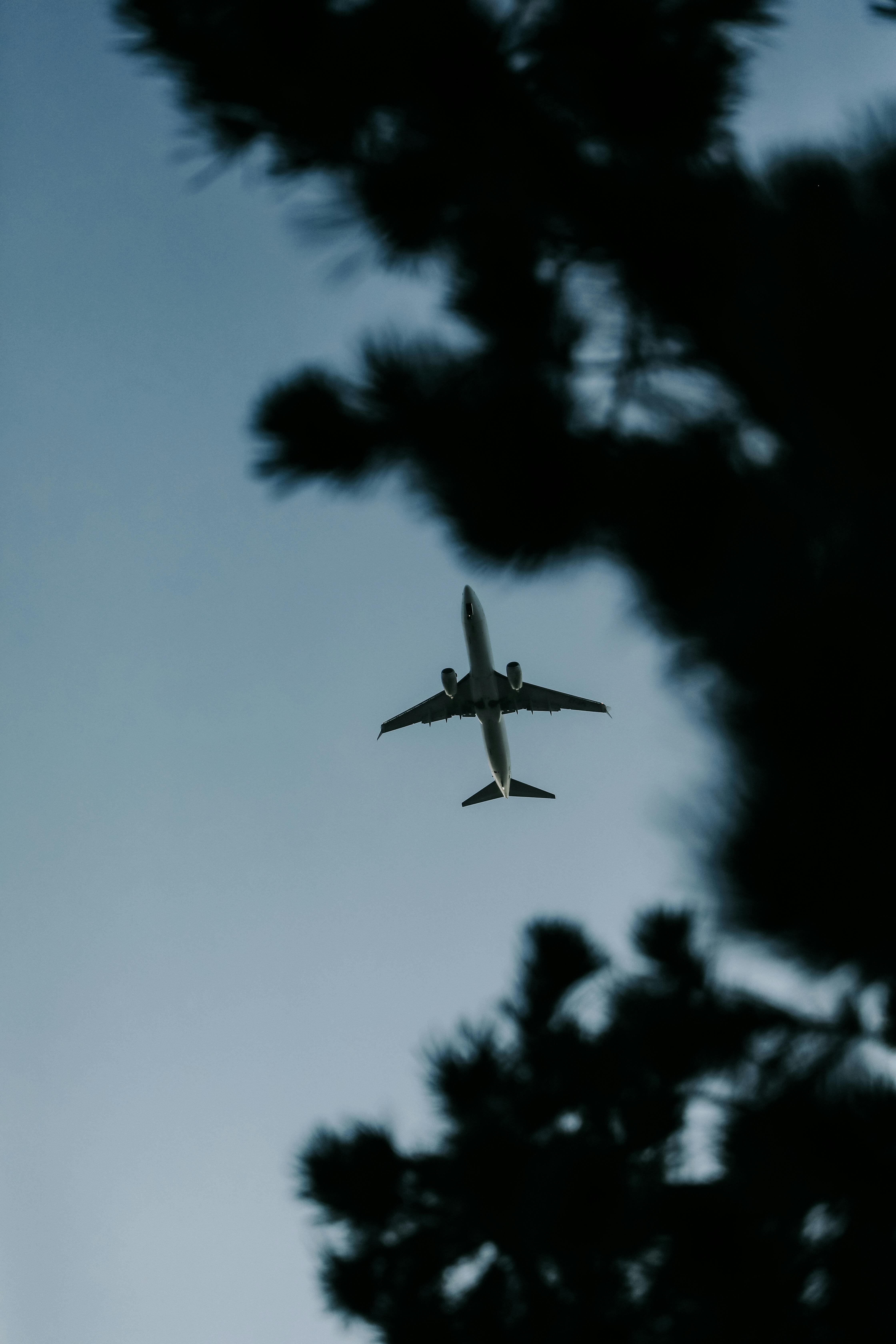 Gratuit O vedere senină a unui avion care zboară printr-un cer senin, încadrată de siluete de crengi de copaci. Fotografie de stoc