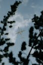 Airplane Flying Through Pine Trees in Addis Ababa