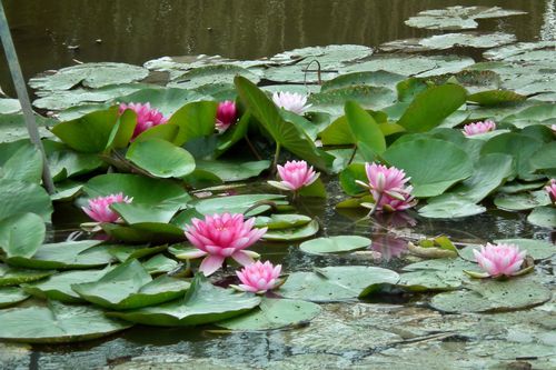 Free stock photo of aquastic, lilies, nature Stock Photo