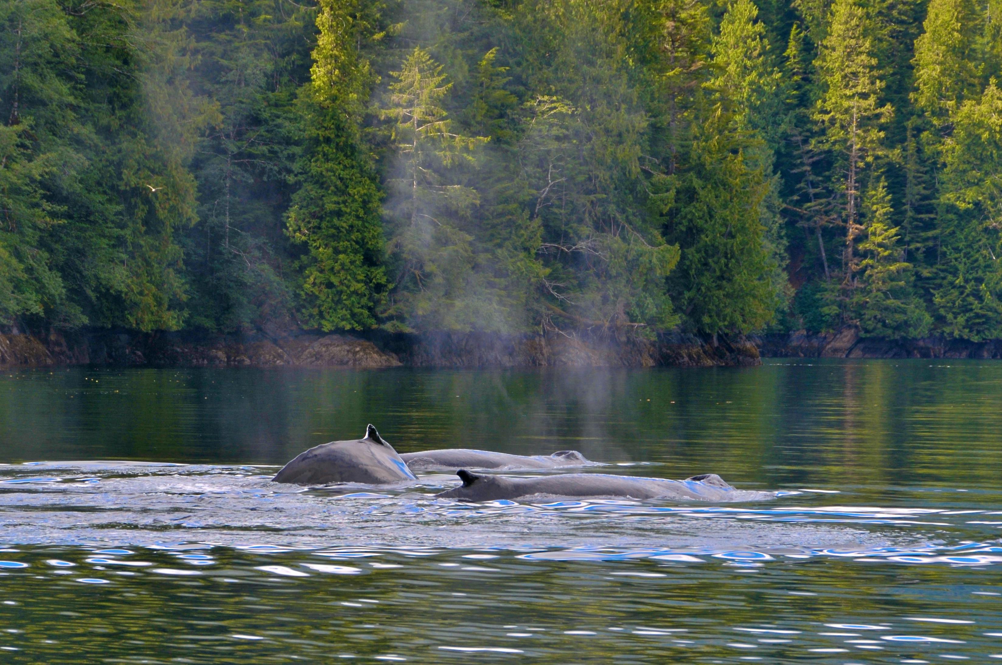 Western Canada's biggest outdoor adventure show is coming to Calgary — Photo by Jack Borno on Pexels