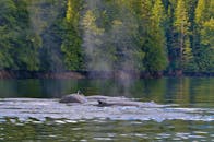 Humpback Whales Swimming in Calm Forest Waters