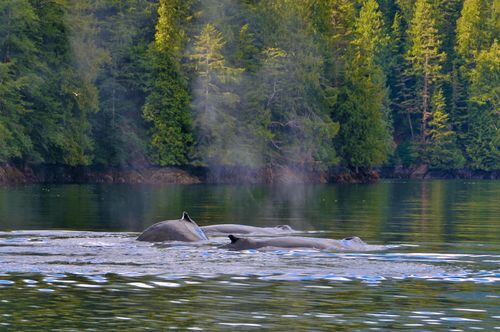 Free Humpback whales surface in serene waters surrounded by lush forest, showcasing nature's beauty. Stock Photo