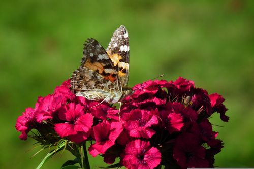 Free stock photo of butterfly, clove, flower Stock Photo