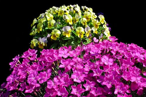Free stock photo of flowers, hat, nature Stock Photo