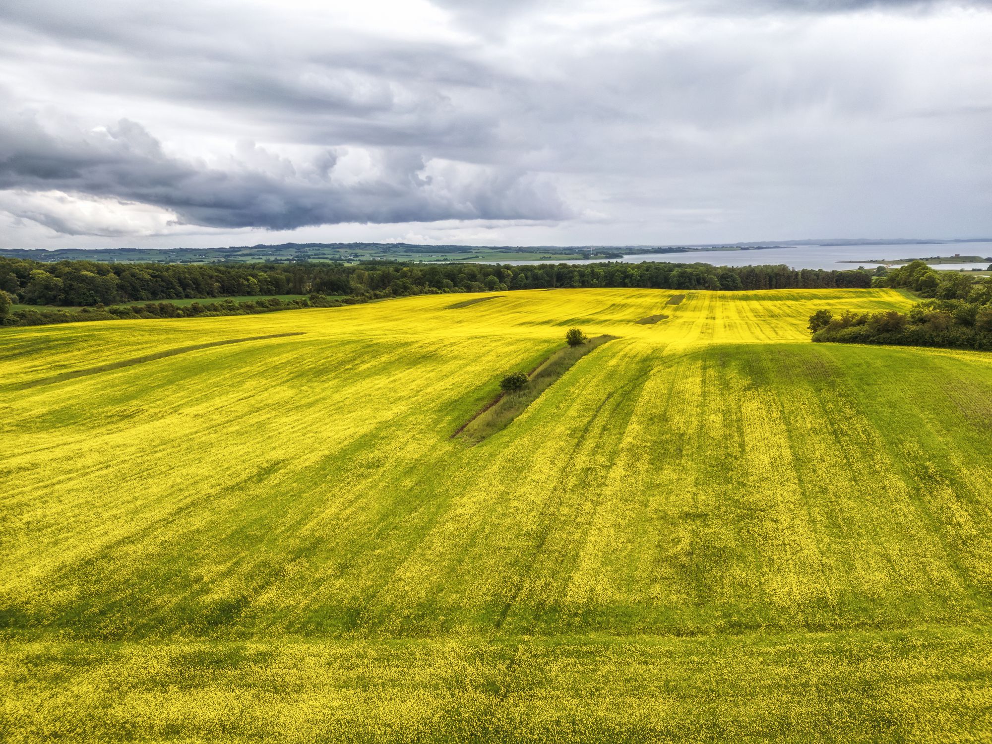 Aerial View of Vibrant Yellow Rapeseed Field in Denmark · Free Stock Photo