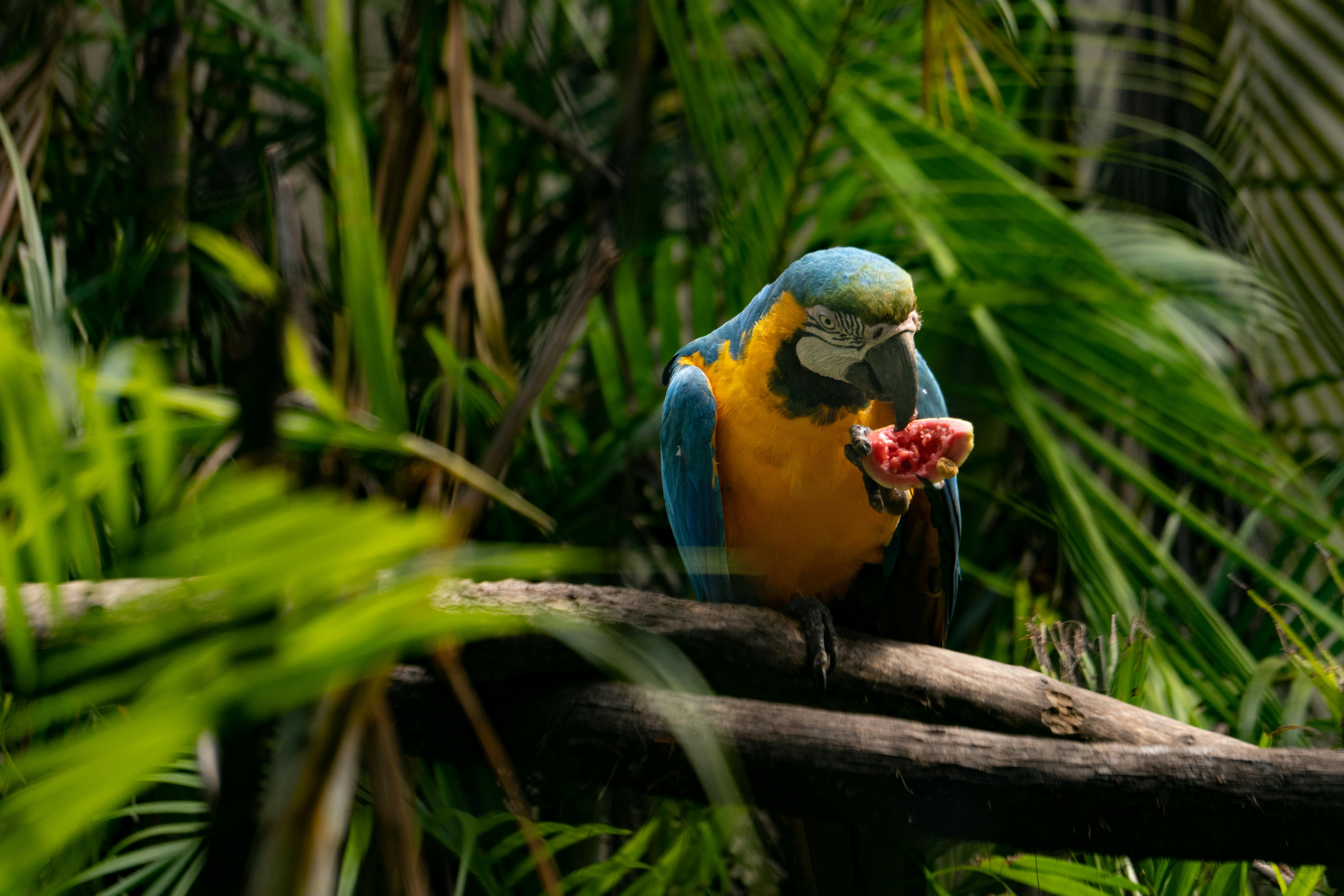 Bezpłatne Błękitna i żółta ara siedzi na gałęzi i je owoce w bujnym, tropikalnym otoczeniu. Zdjęcie z galerii