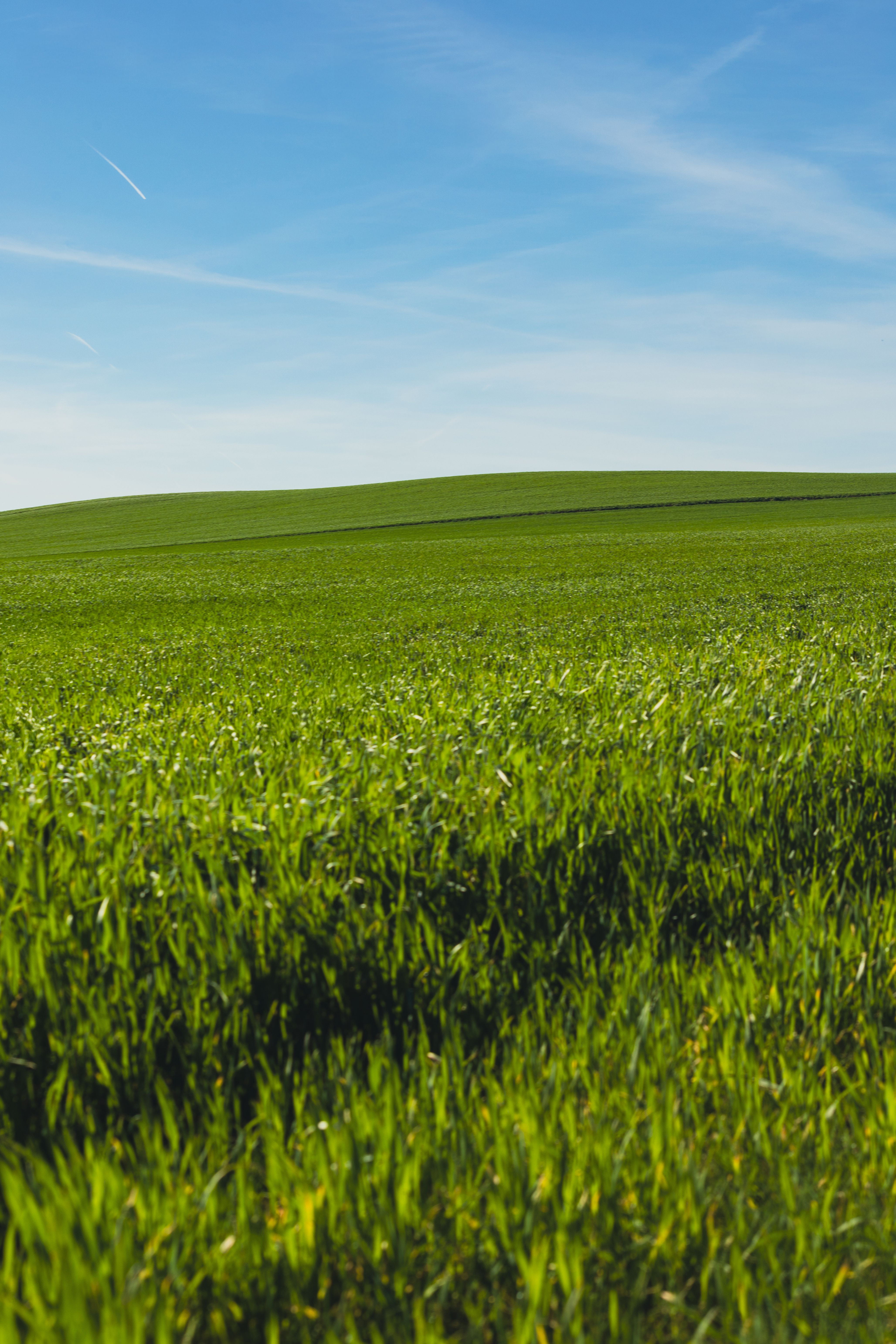 Lush Green Field Under Clear Blue Sky in Spring · Free Stock Photo