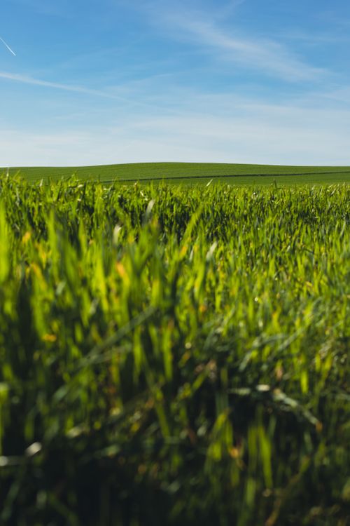 Free Expansive green field with clear blue sky, capturing the essence of nature's tranquility. Stock Photo