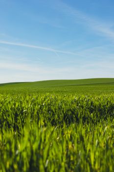 A serene green field extends under a clear blue sky, capturing the essence of spring.