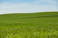 Expansive Green Field Under Clear Blue Sky