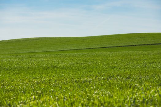 deep green grass field