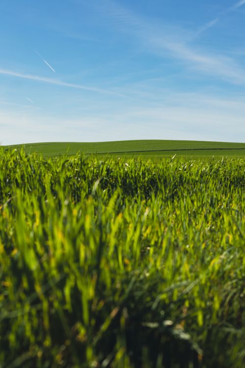Free A vast, vibrant green field under a bright blue sky, evoking peace and freedom. Stock Photo